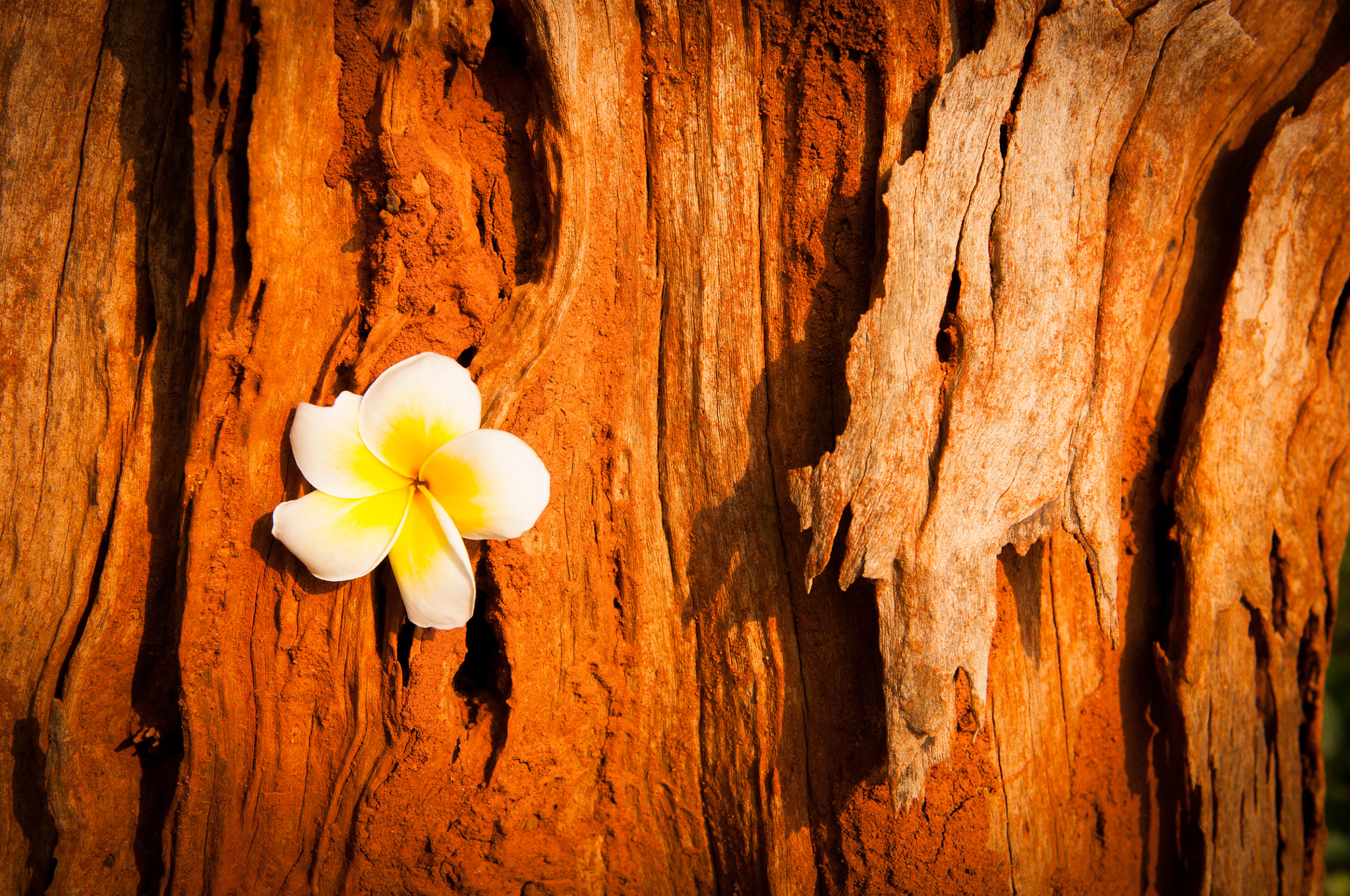 Nikon D300 sample photo. Little flower on brown died tree. photography