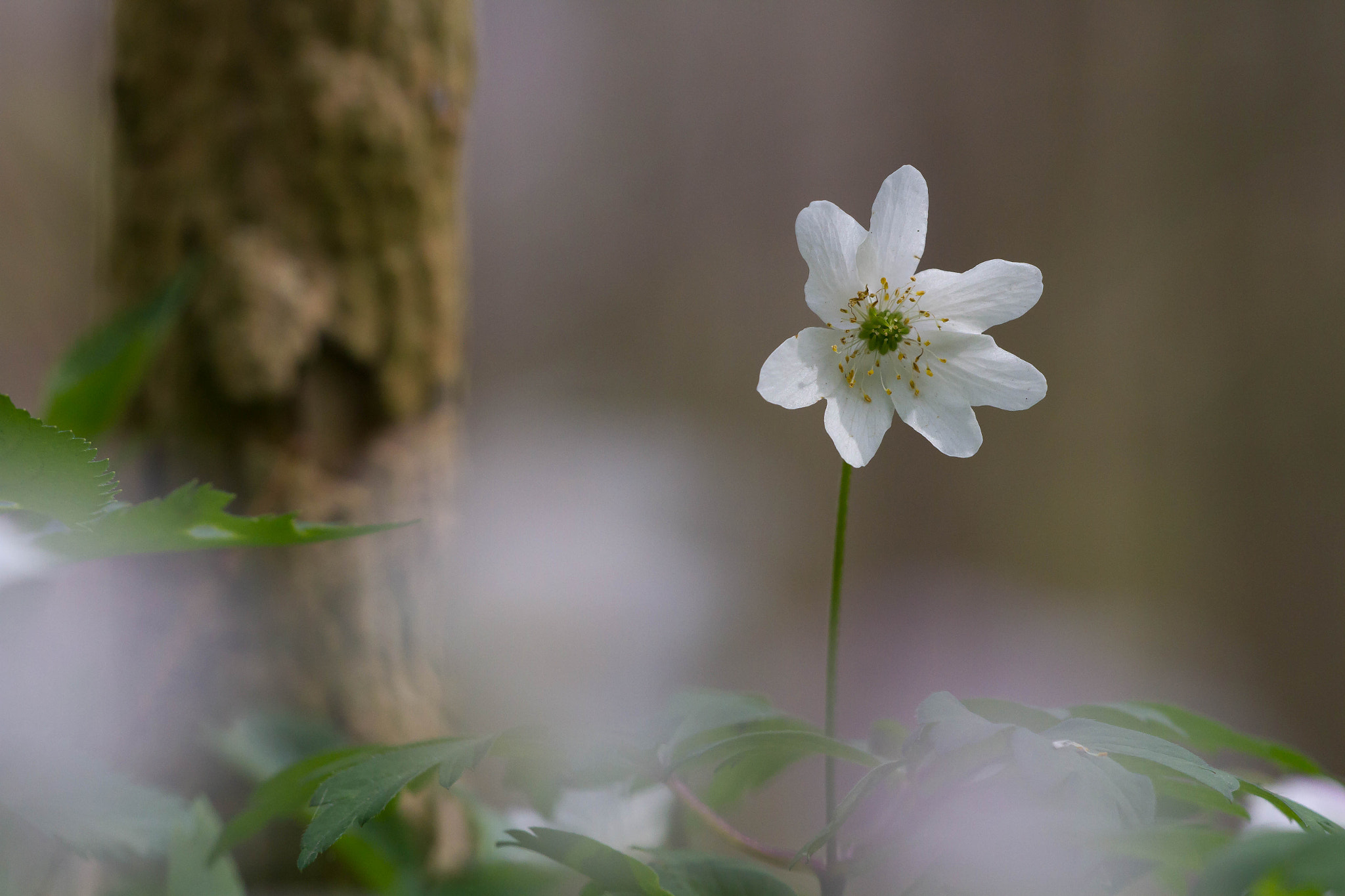 Sigma APO Macro 150mm f/2.8 EX DG HSM sample photo