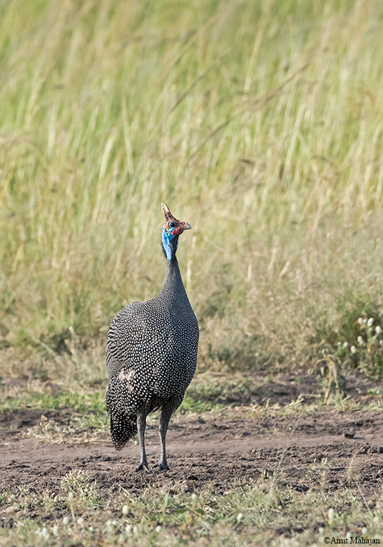 Sony 70-400mm F4-5.6 G SSM II sample photo. Helmeted guineafowl photography
