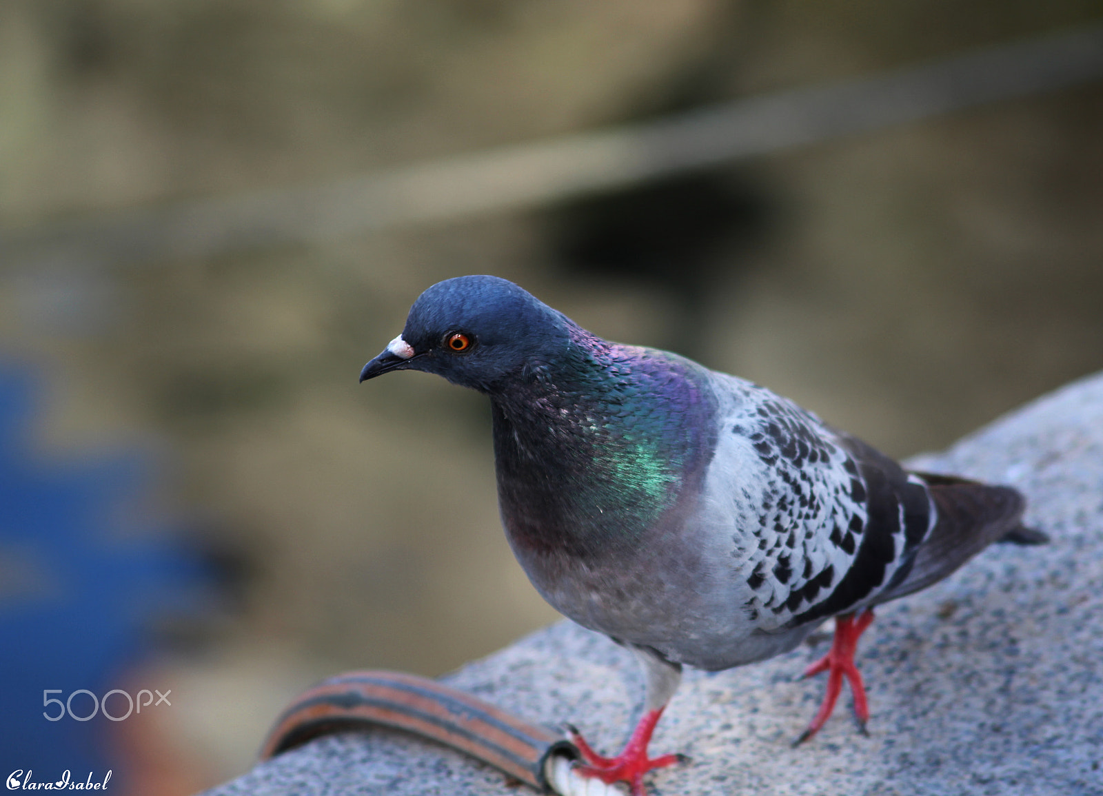Canon EOS 1200D (EOS Rebel T5 / EOS Kiss X70 / EOS Hi) sample photo. De paseo... photography