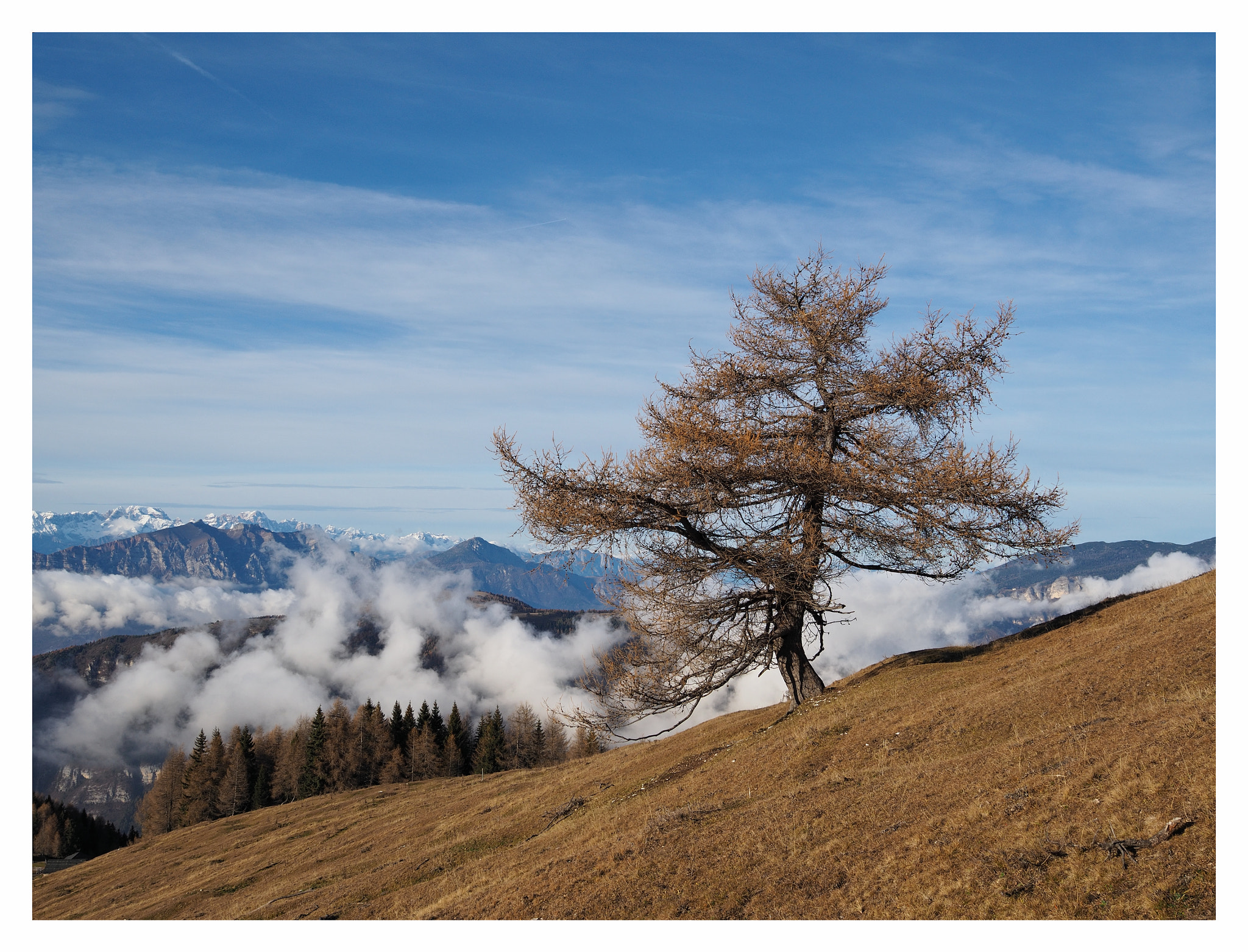 Olympus OM-D E-M10 + Sigma 19mm F2.8 DN Art sample photo. Il guardiano del pascolo photography