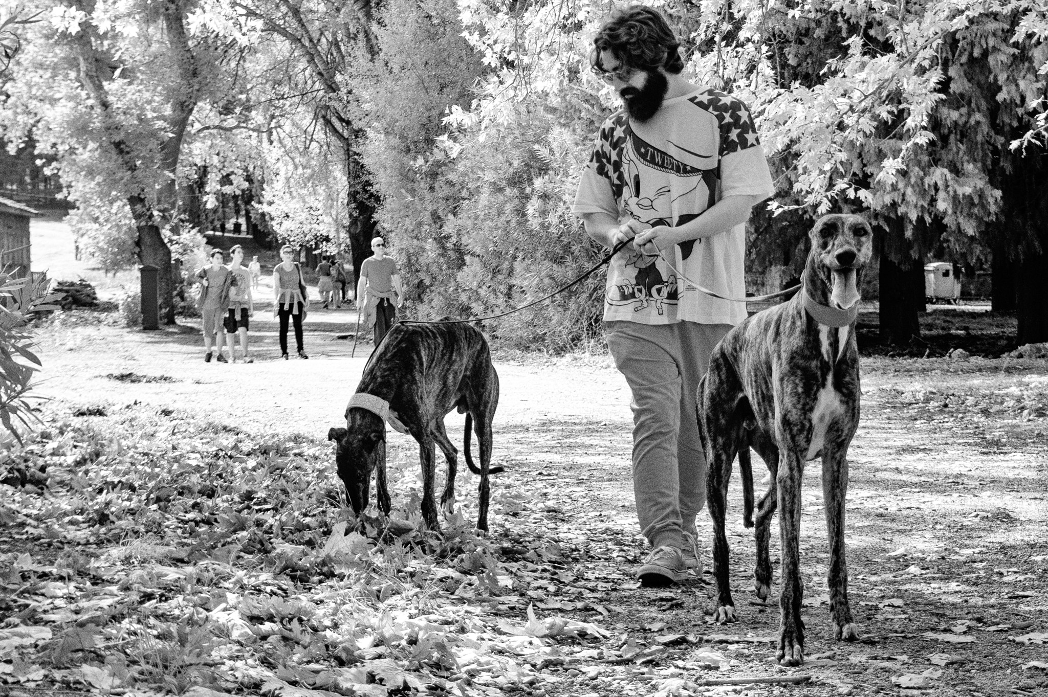 Sony E 16-50mm F3.5-5.6 PZ OSS sample photo. Man with greyhounds for a walk photography