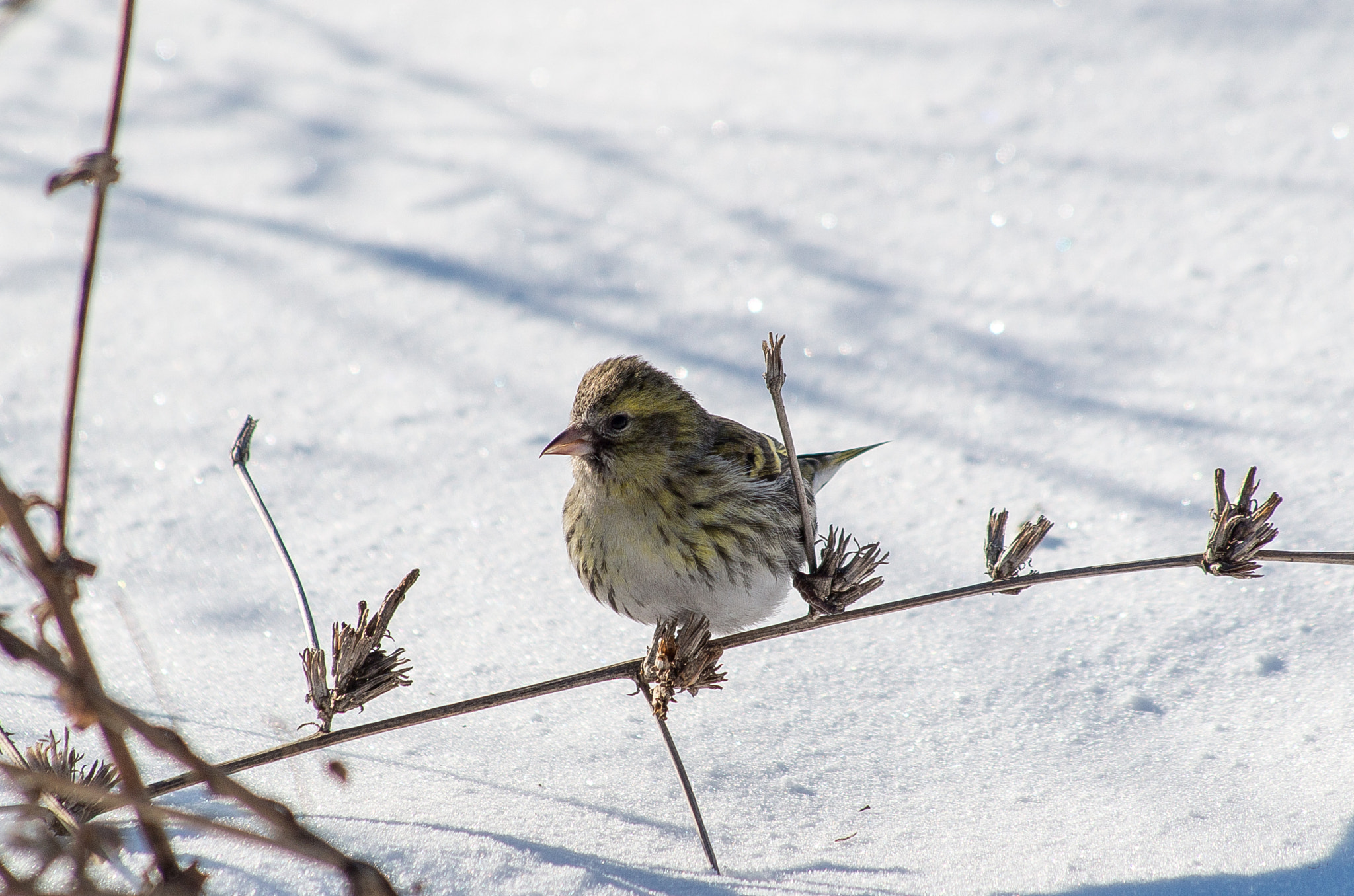 HD Pentax DA 55-300mm F4.0-5.8 ED WR sample photo. Eurasian siskin // spinus spinus photography