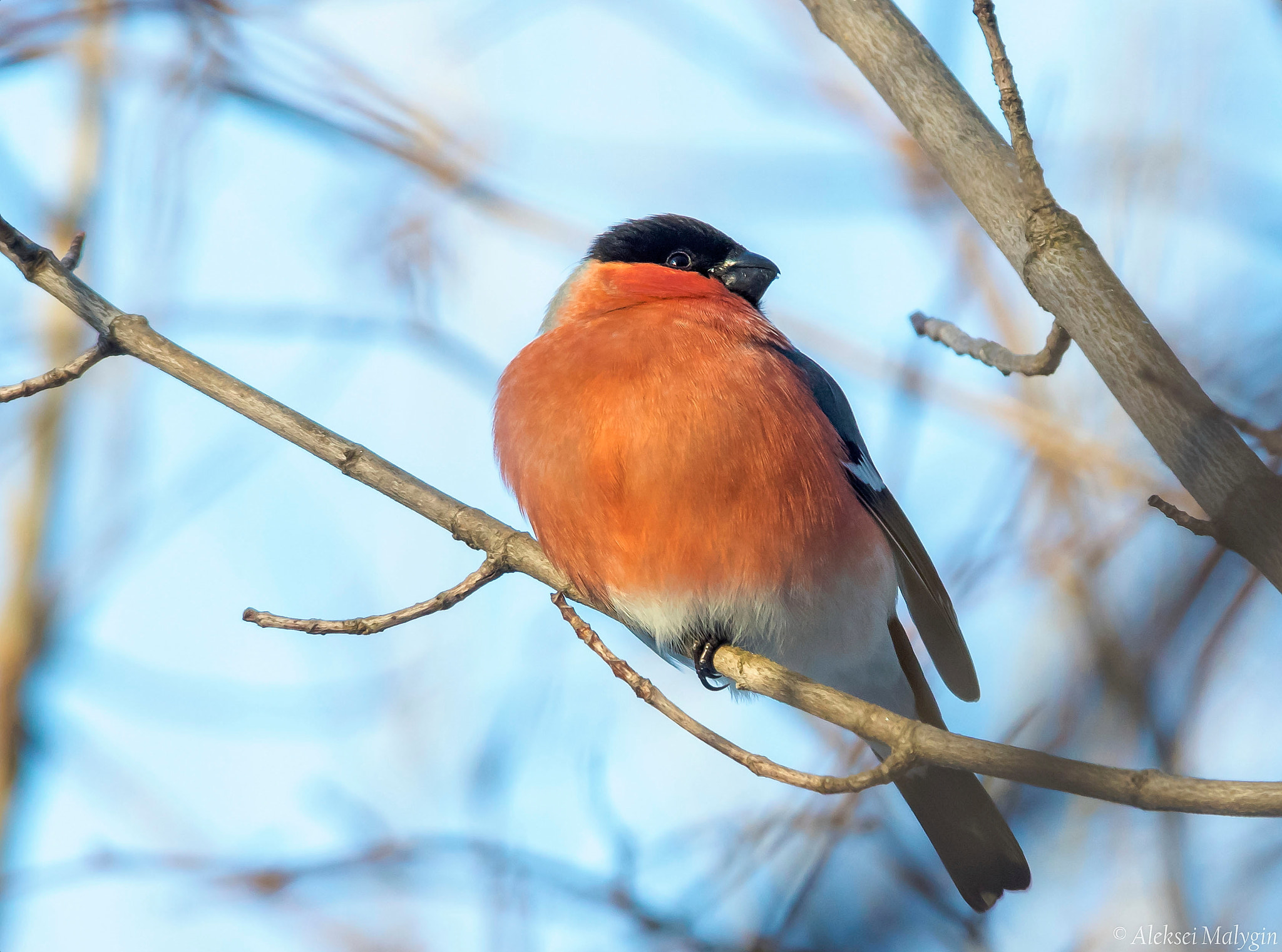 Sigma 150-500mm F5-6.3 DG OS HSM sample photo. Bullfinch's portrait photography