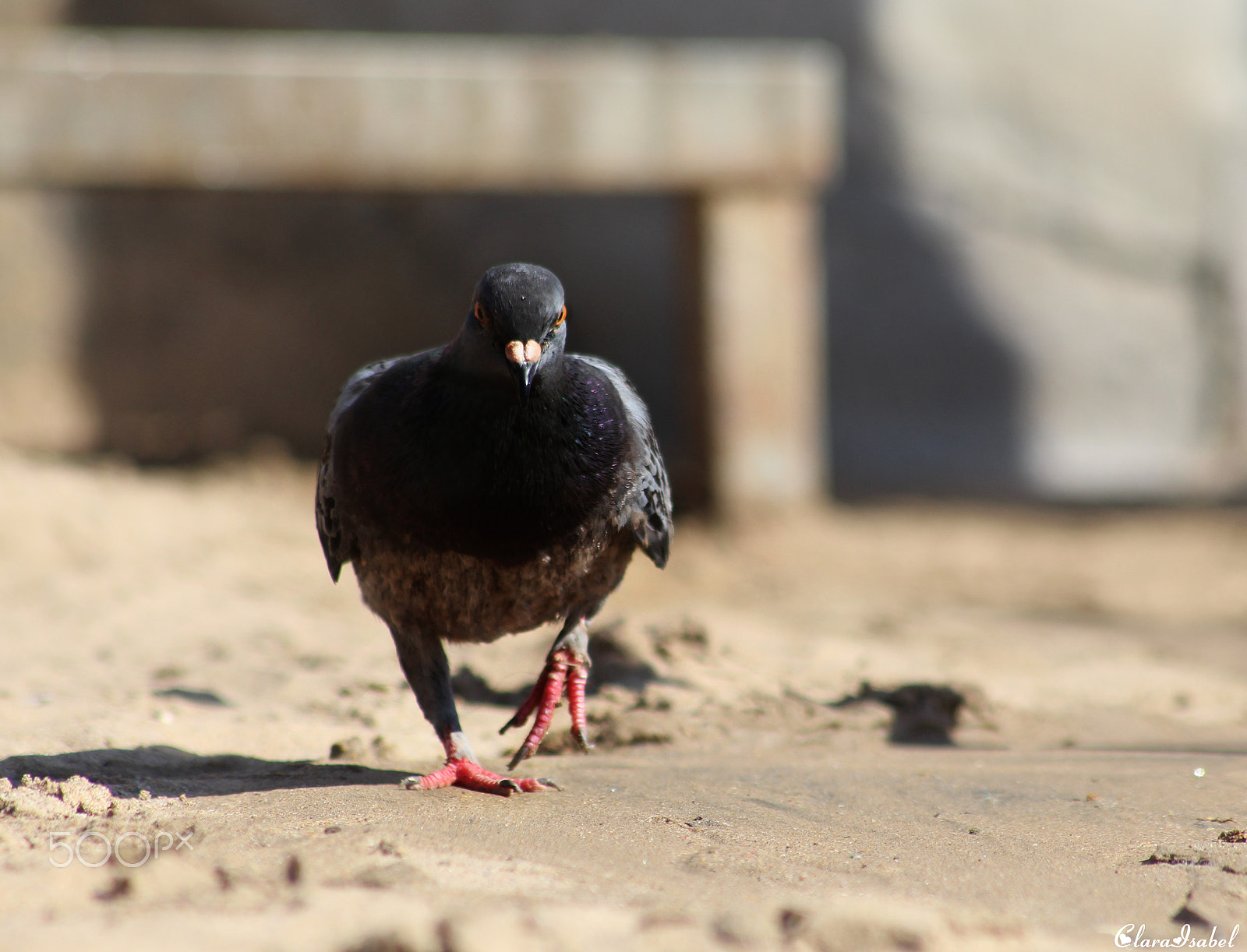 Canon EOS 1200D (EOS Rebel T5 / EOS Kiss X70 / EOS Hi) sample photo. Despacito... photography