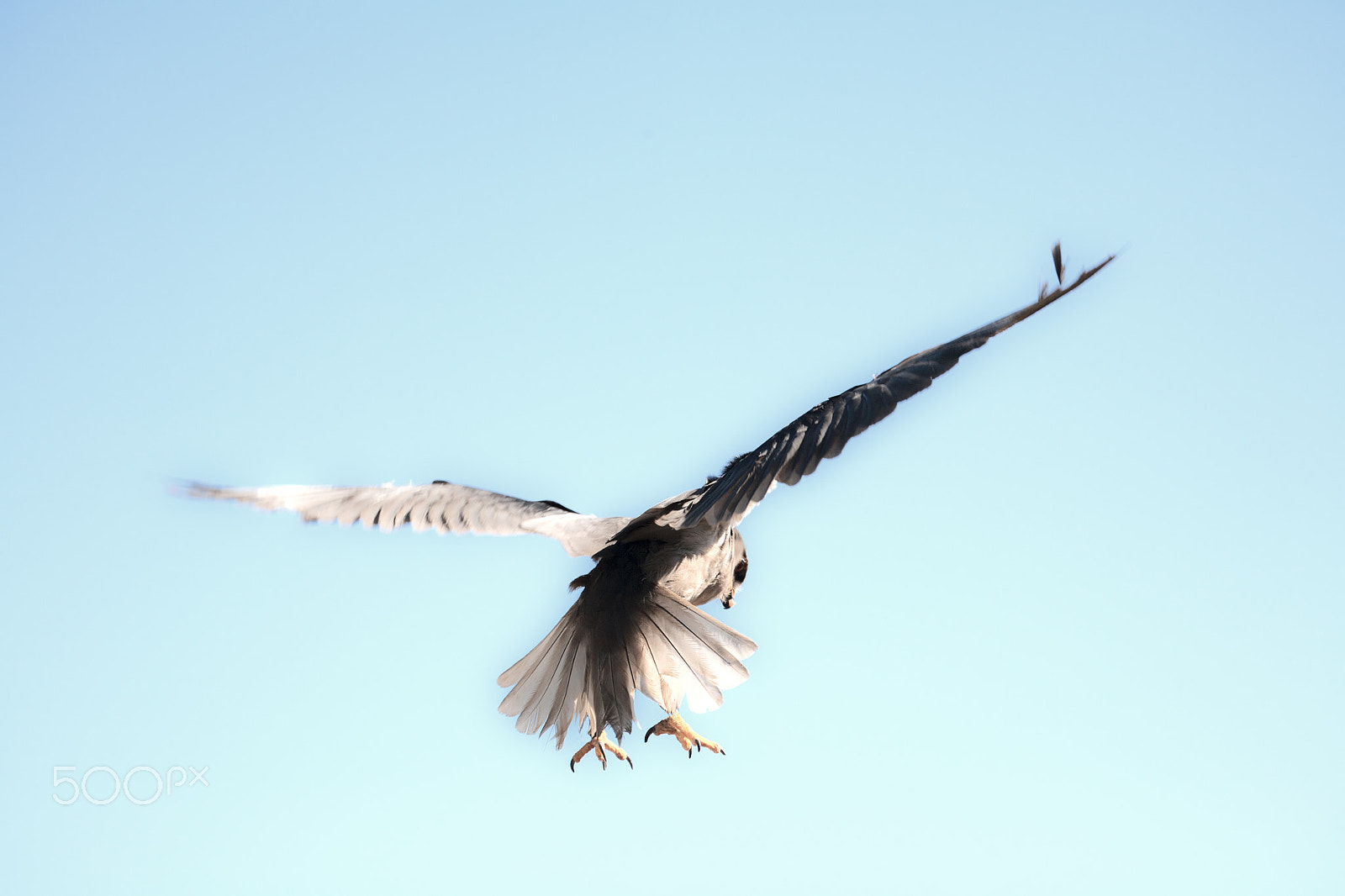 Canon EF 100-400mm F4.5-5.6L IS USM sample photo. Black shouldered kite photography
