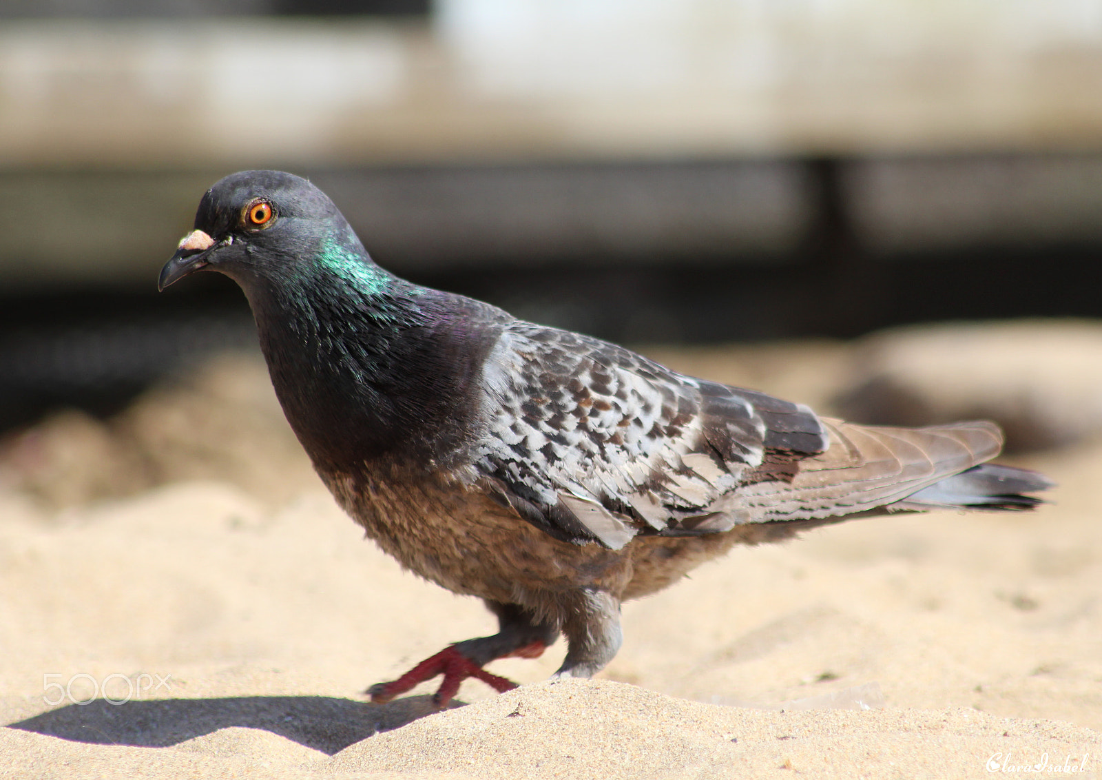 Canon EOS 1200D (EOS Rebel T5 / EOS Kiss X70 / EOS Hi) sample photo. Mirada... photography