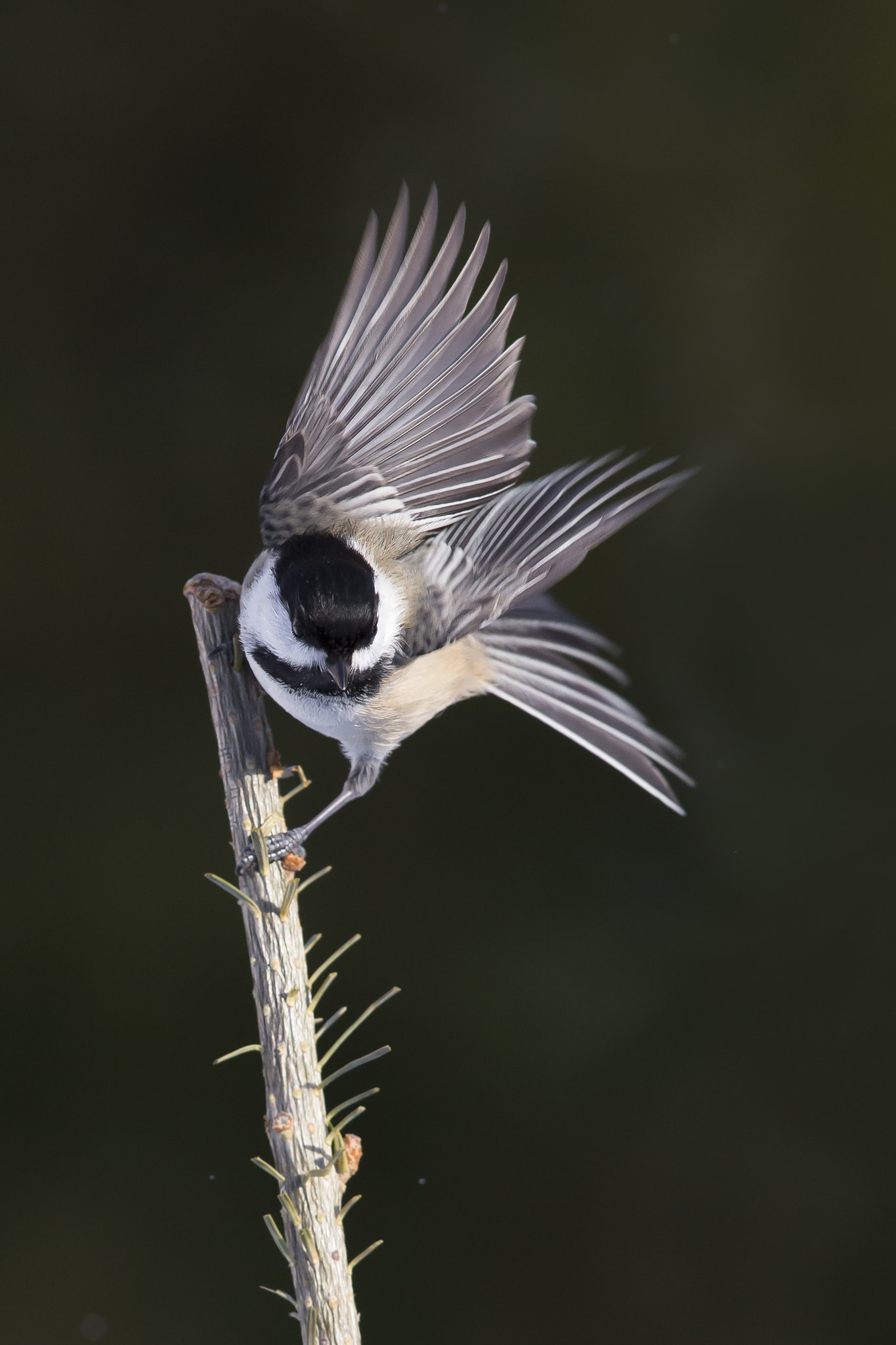 Canon EF 600mm F4L IS II USM sample photo. Black-capped chickadee photography
