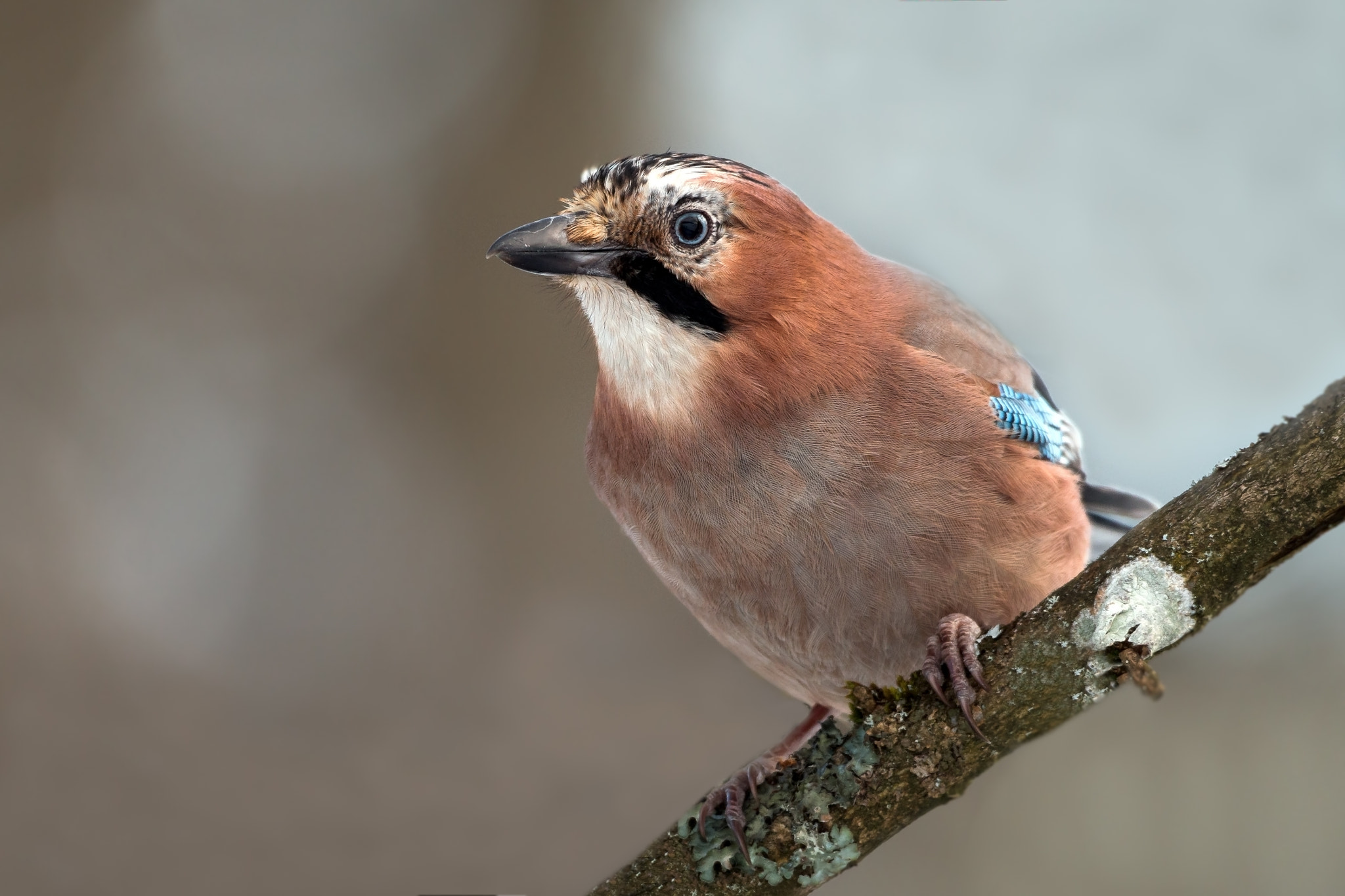 150-600mm F5-6.3 DG OS HSM | Contemporary 015 sample photo. Eurasian jay photography