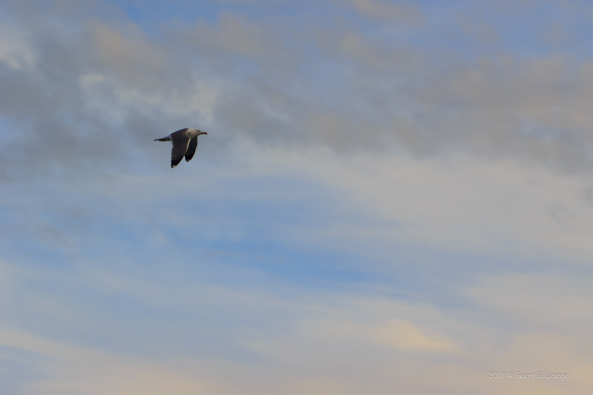 Canon EOS 550D (EOS Rebel T2i / EOS Kiss X4) + EF75-300mm f/4-5.6 sample photo. Seagull in flight photography
