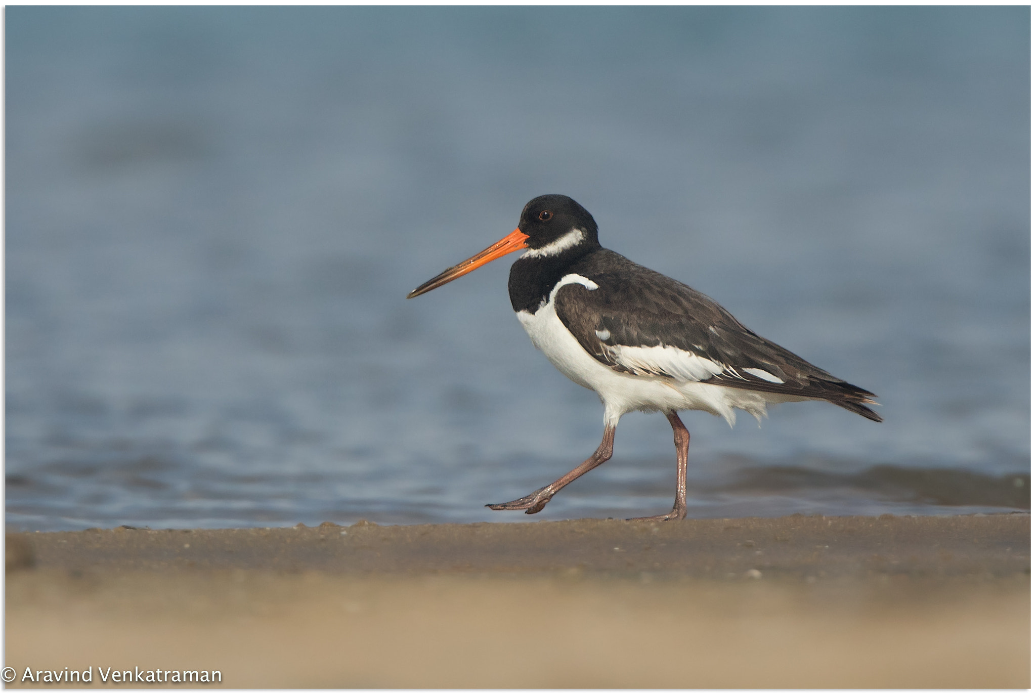 Canon EF 500mm F4L IS USM sample photo. Eurasian oystercatcher photography