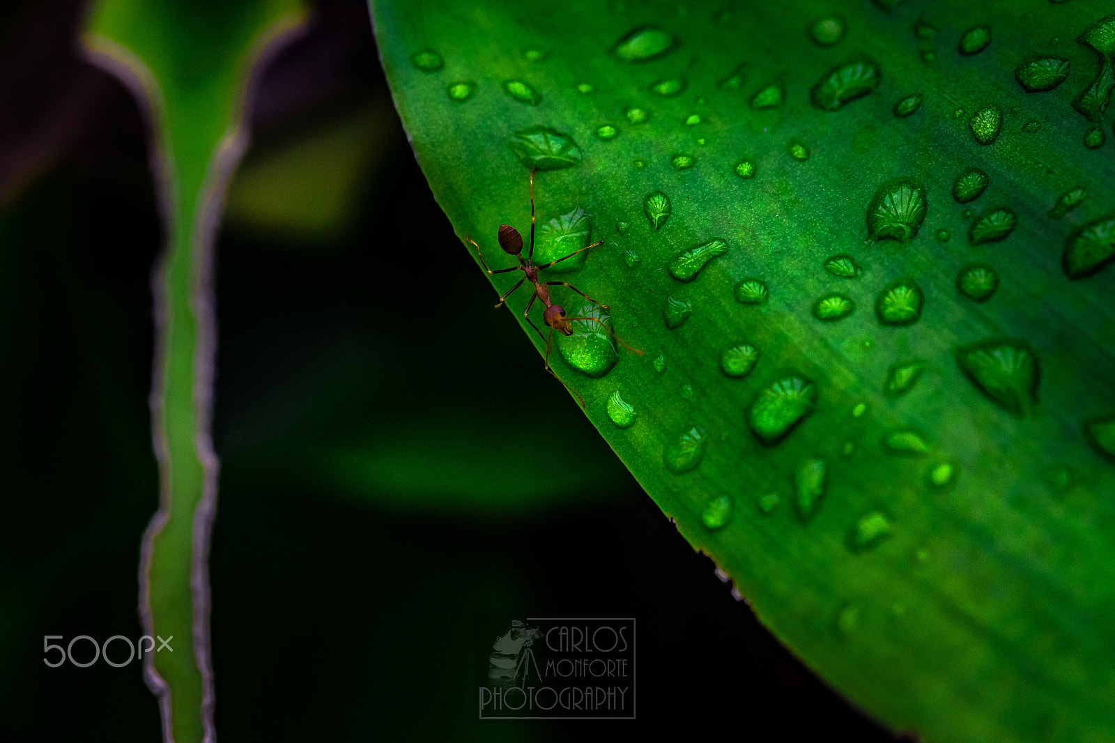 Canon EF 100mm F2.8L Macro IS USM sample photo. After the rain photography