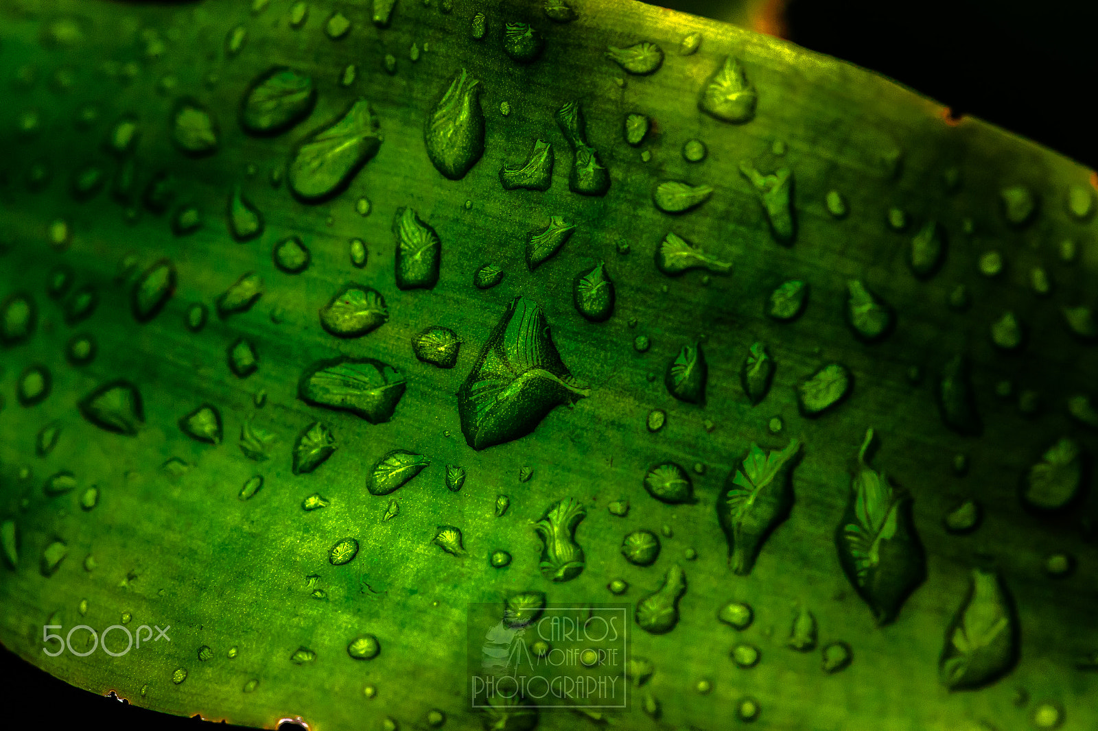 Canon EF 100mm F2.8L Macro IS USM sample photo. After the rain photography