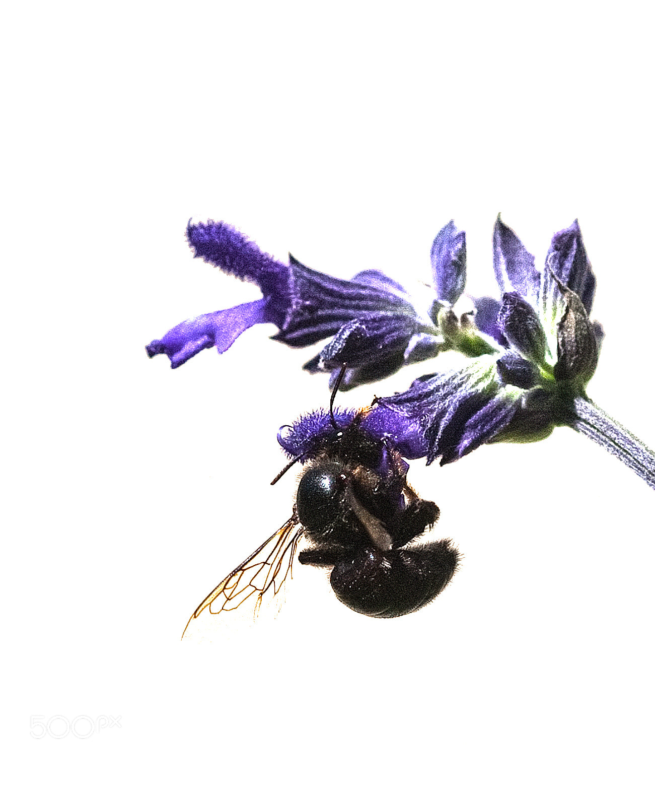 Canon EOS-1D Mark III sample photo. Bumblebee photography