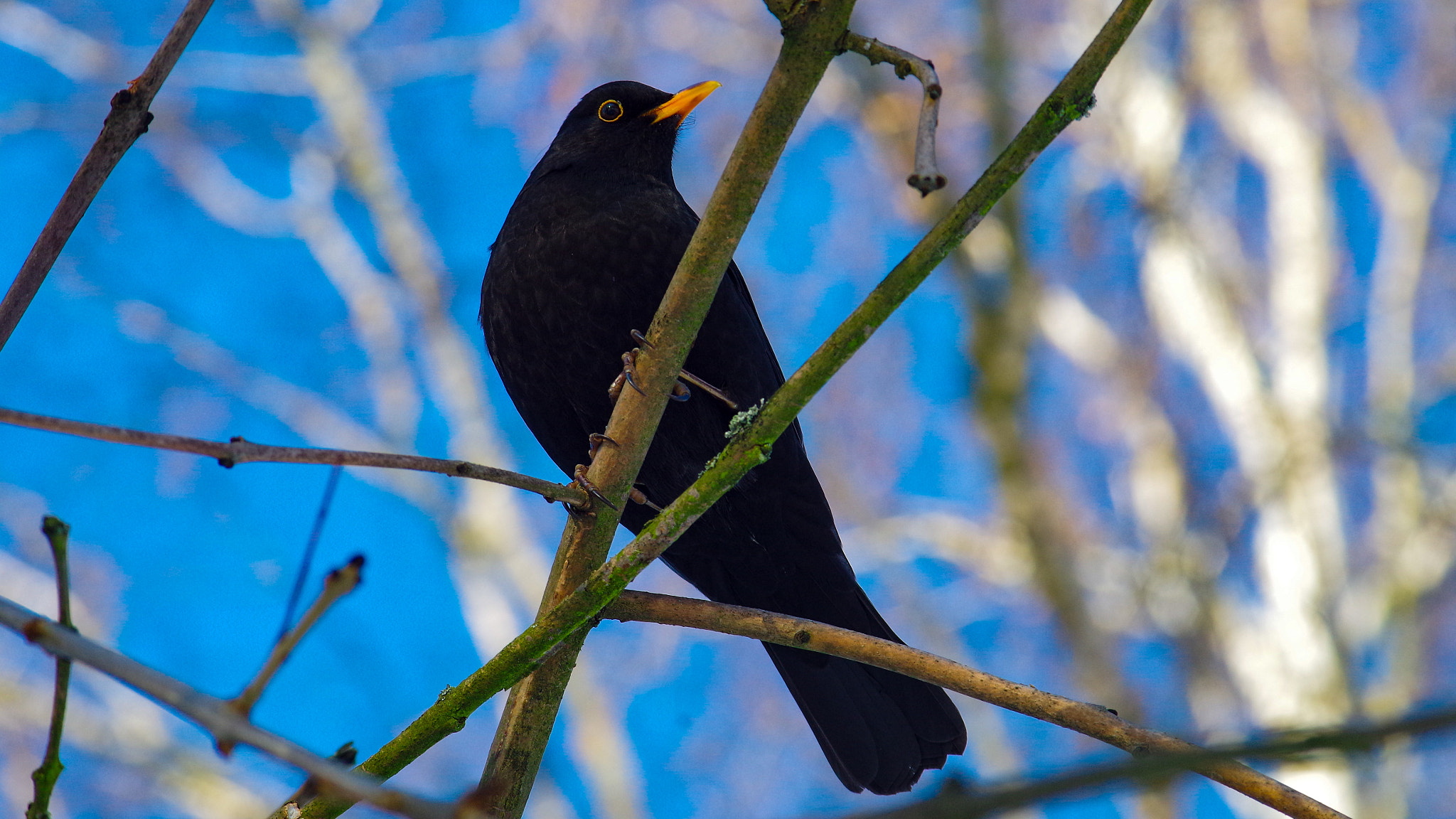 Pentax K-30 sample photo. Blackbird photography