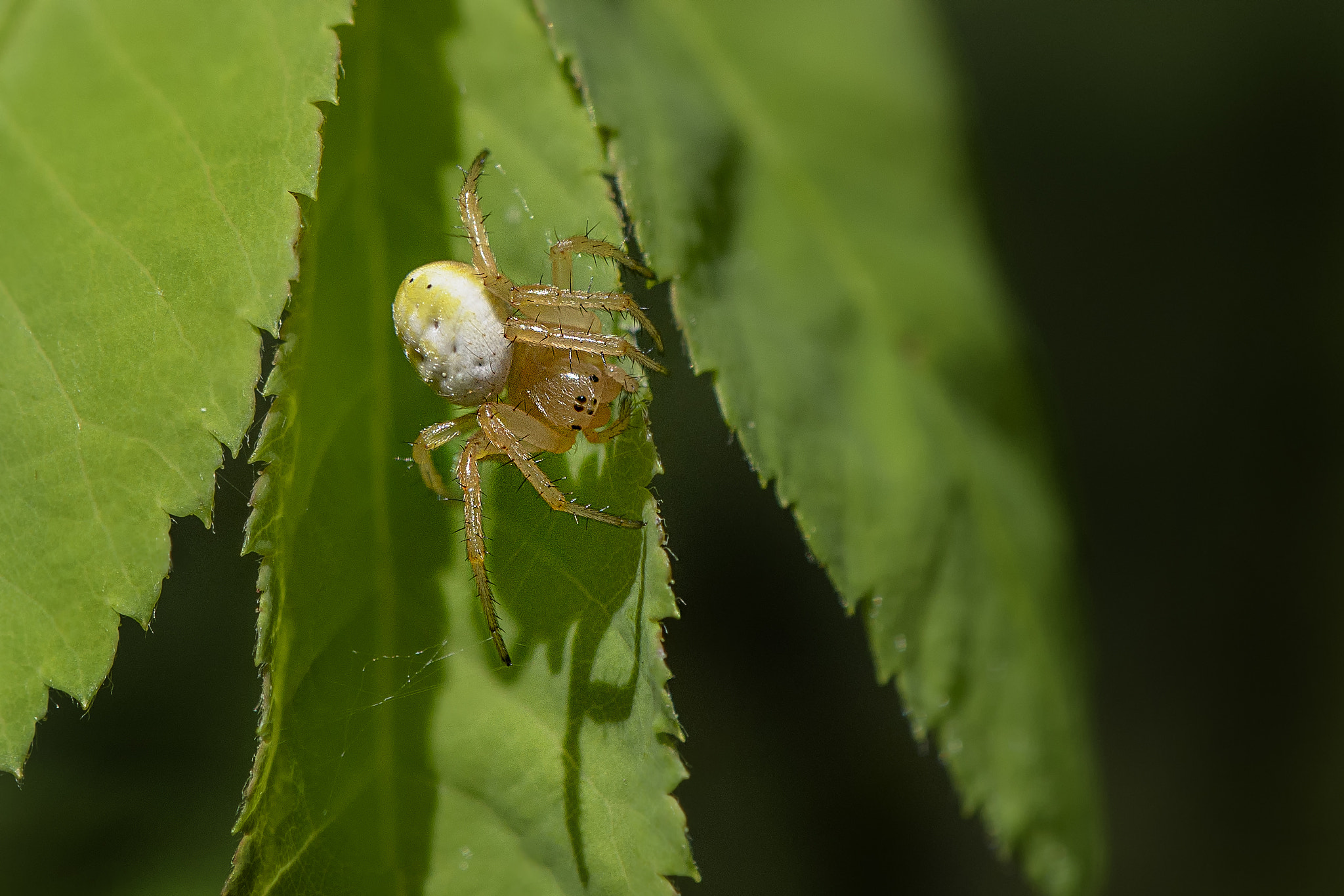 Nikon AF-S DX Micro-Nikkor 85mm F3.5G ED VR sample photo. Itsy bitsy spider photography