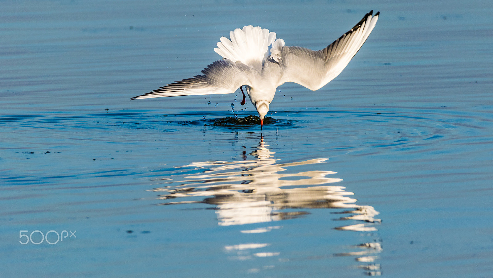 Sigma 150-600mm F5-6.3 DG OS HSM | C sample photo. Bird photography