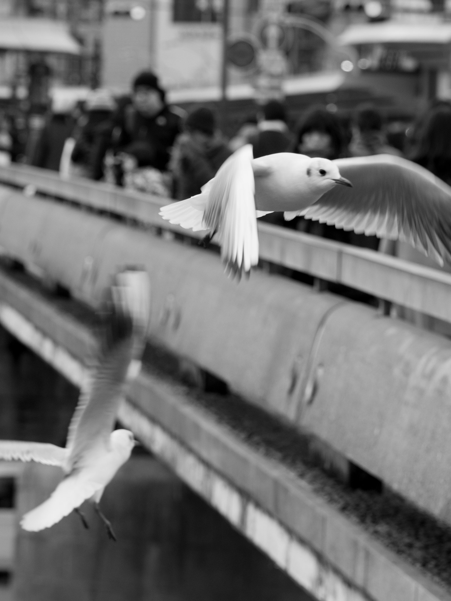 Olympus OM-D E-M5 + Olympus M.Zuiko Digital ED 40-150mm F2.8 Pro sample photo. Birds, gion-sijo station, kyoto, japan photography