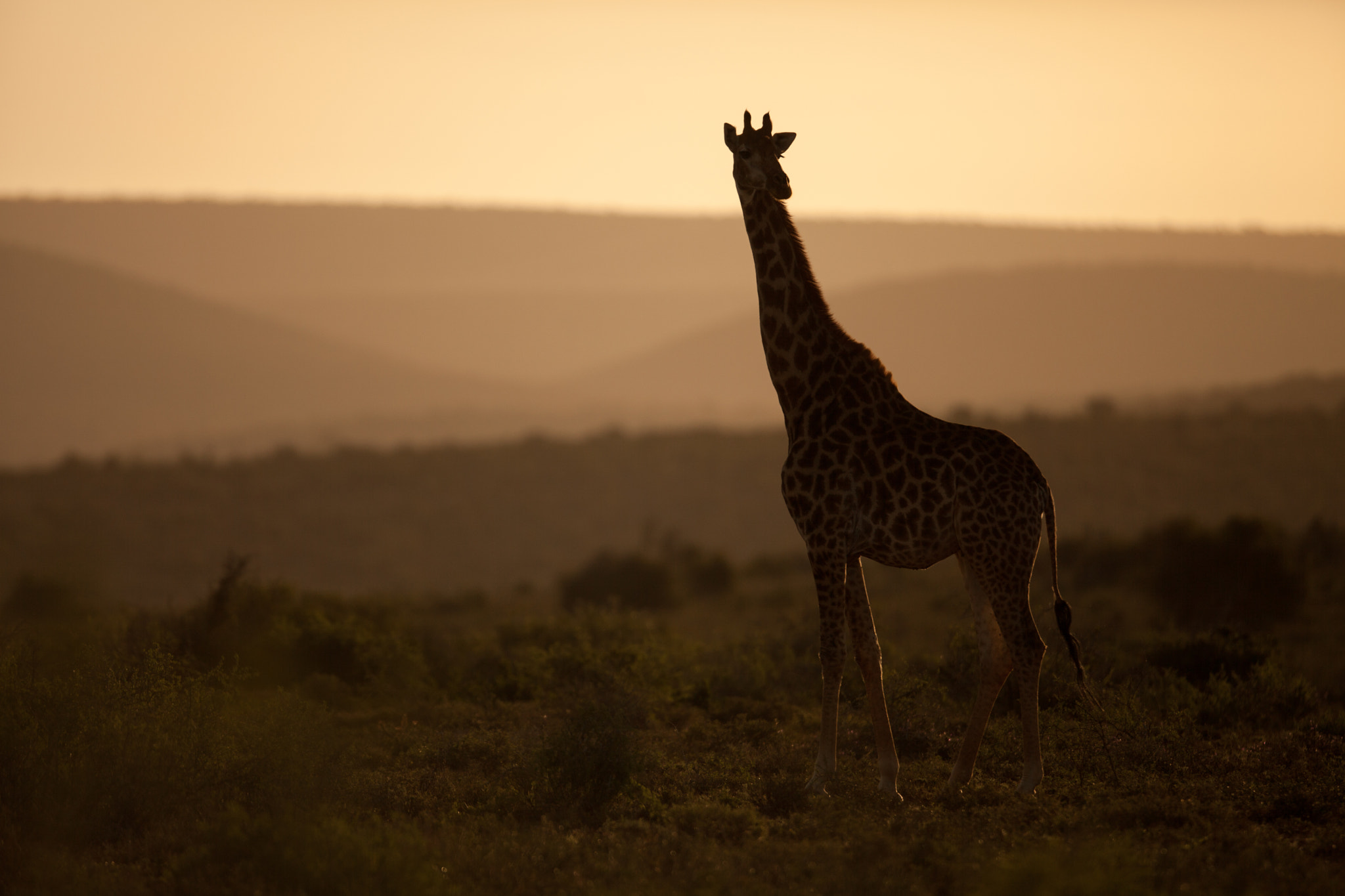 Canon EOS 5D Mark II + Canon EF 400mm F2.8L IS USM sample photo. Giraffe in the sunset photography