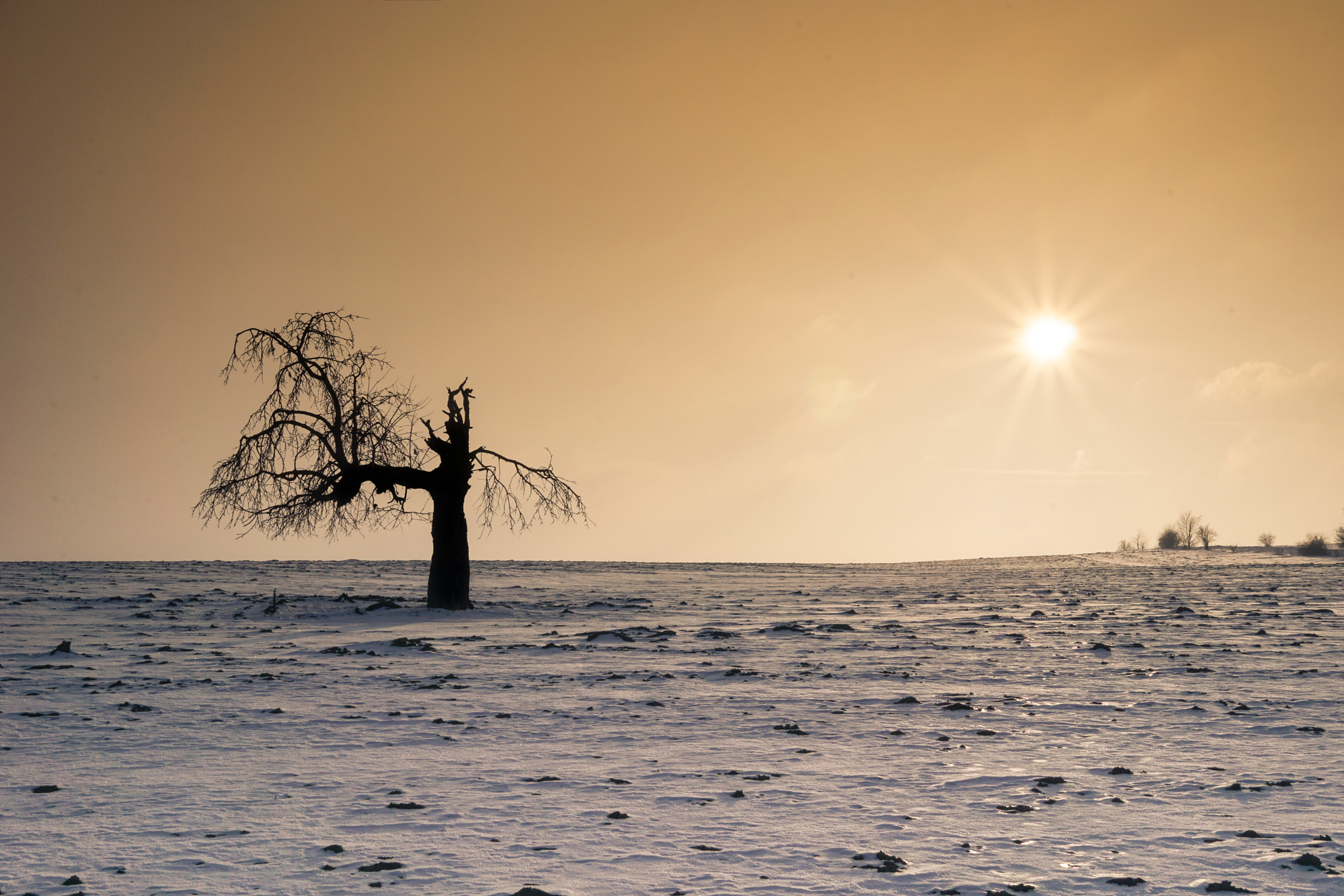 Sony a5100 + Sigma 30mm F2.8 EX DN sample photo. Lonely tree photography