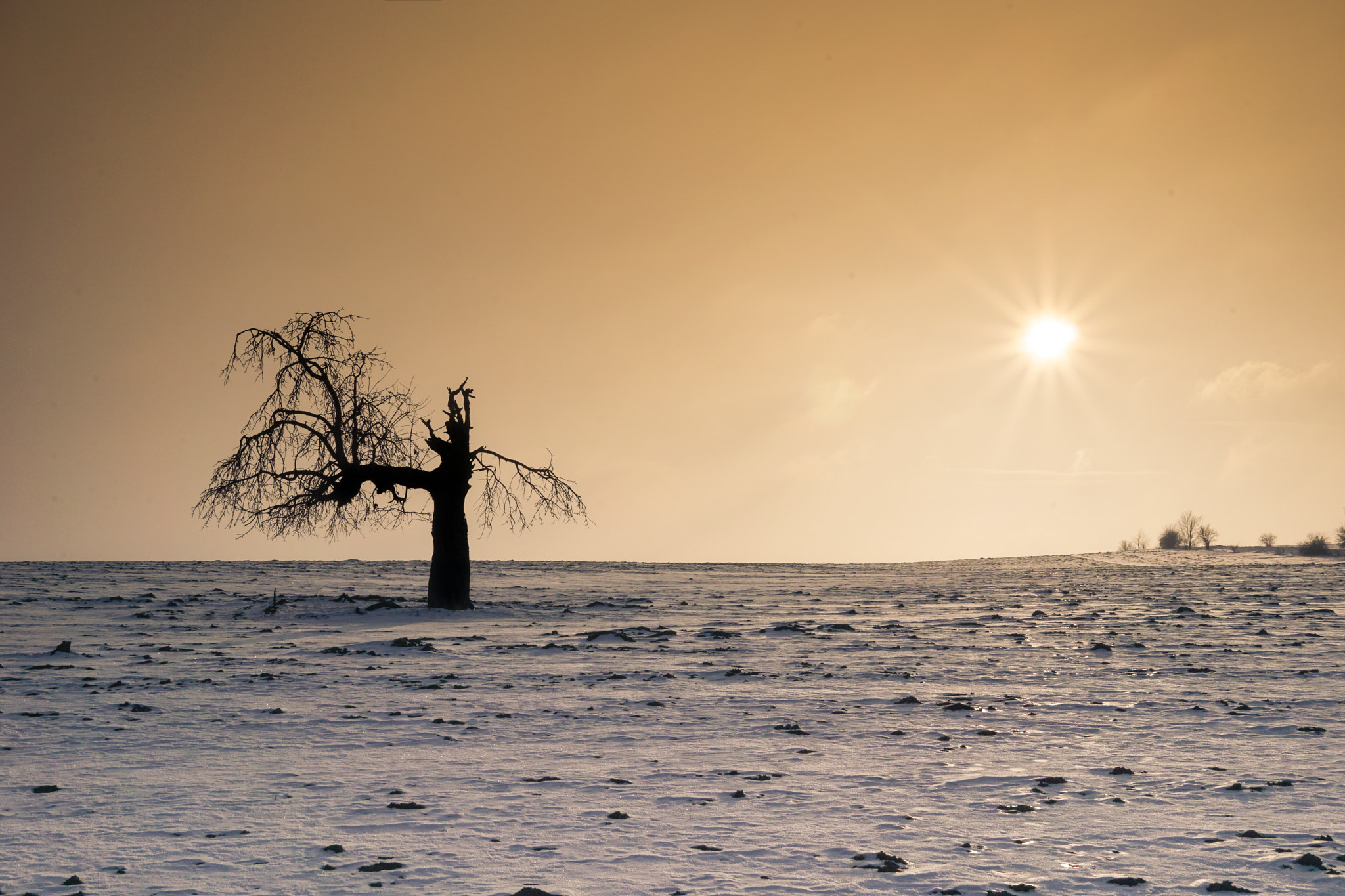 Sony a5100 sample photo. Lonely tree photography