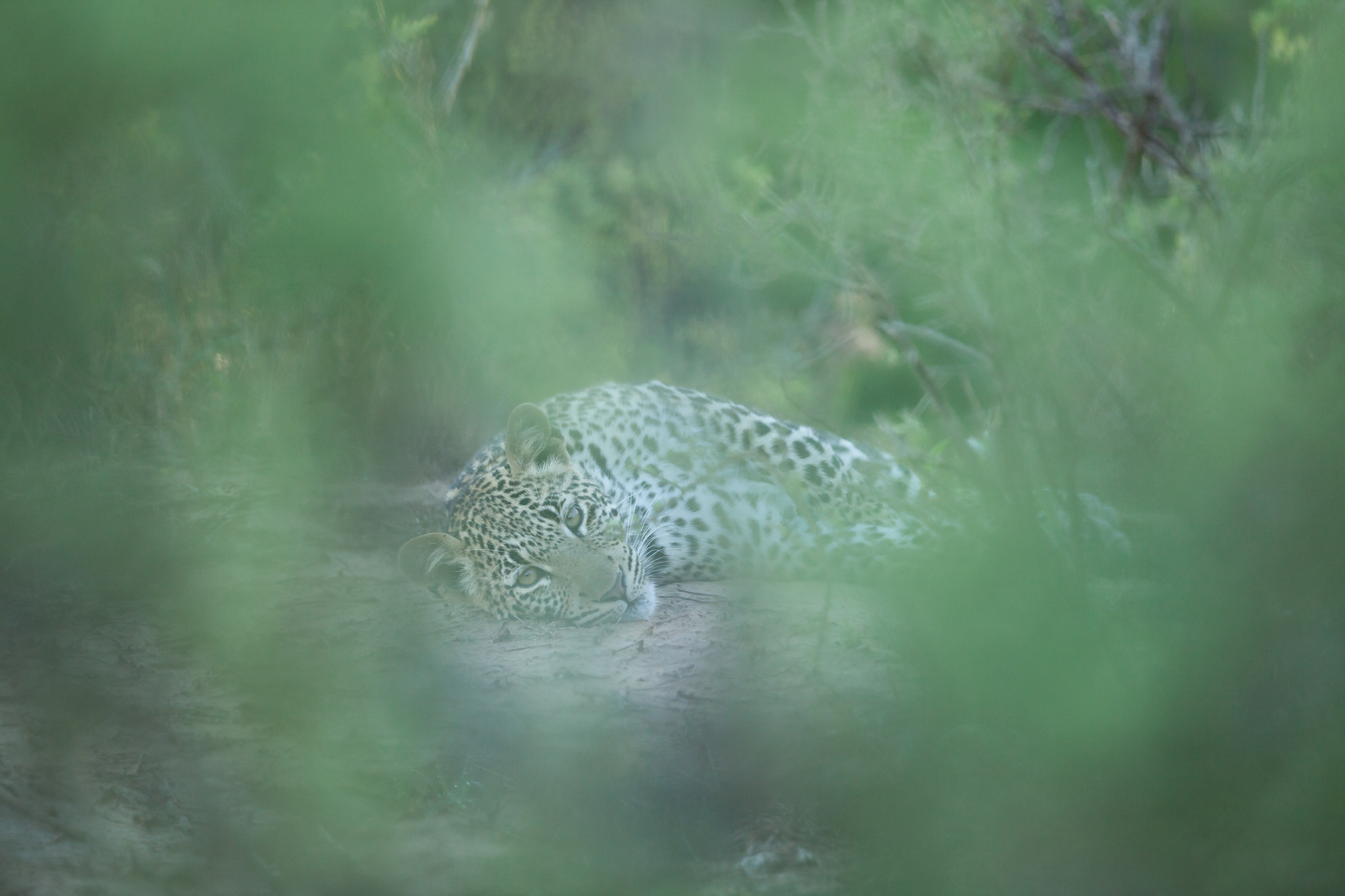 Canon EF 400mm F2.8L IS USM sample photo. Perspective photography