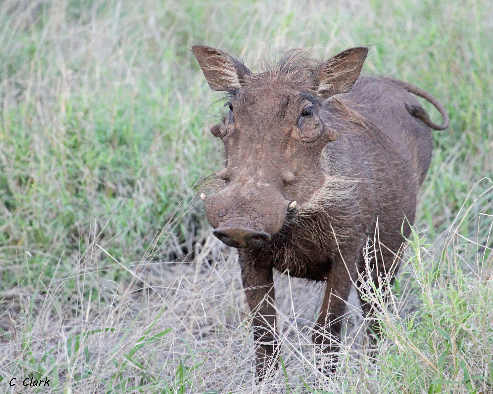 Canon EF 100-400mm F4.5-5.6L IS USM sample photo. Warthog, one of the ugly five photography