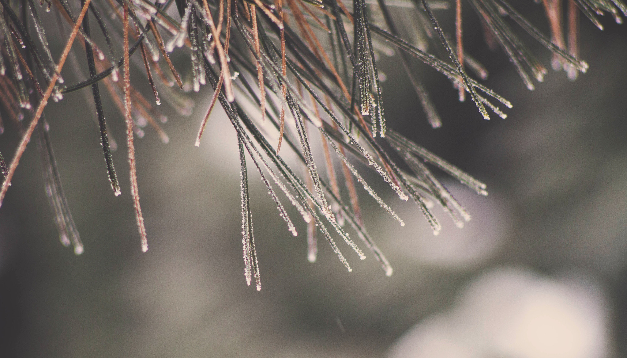 Canon EF 35-80mm f/4-5.6 sample photo. Winter tree photography