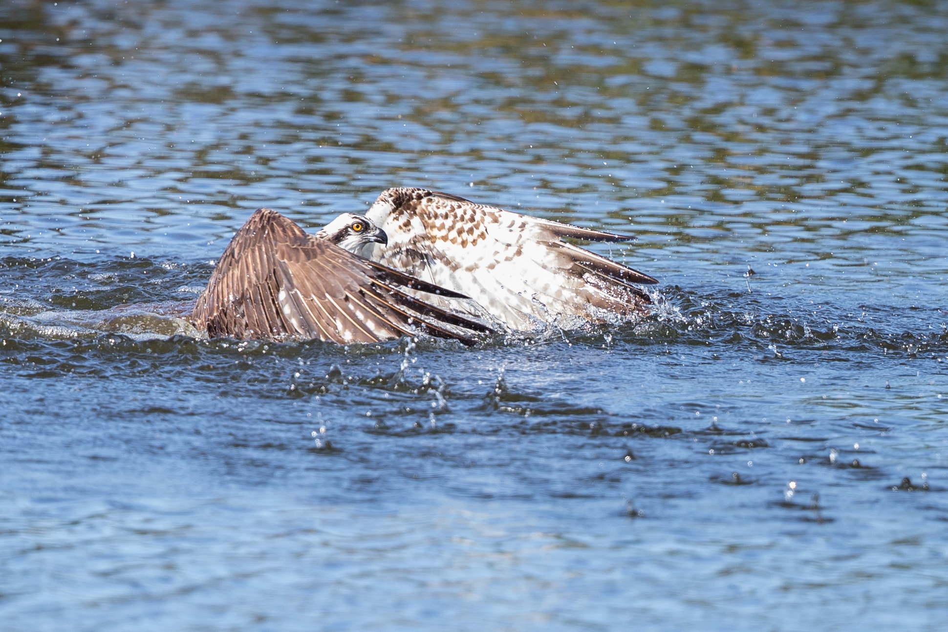 Canon EOS-1D X Mark II + Canon EF 500mm F4L IS II USM sample photo. Osprey photography