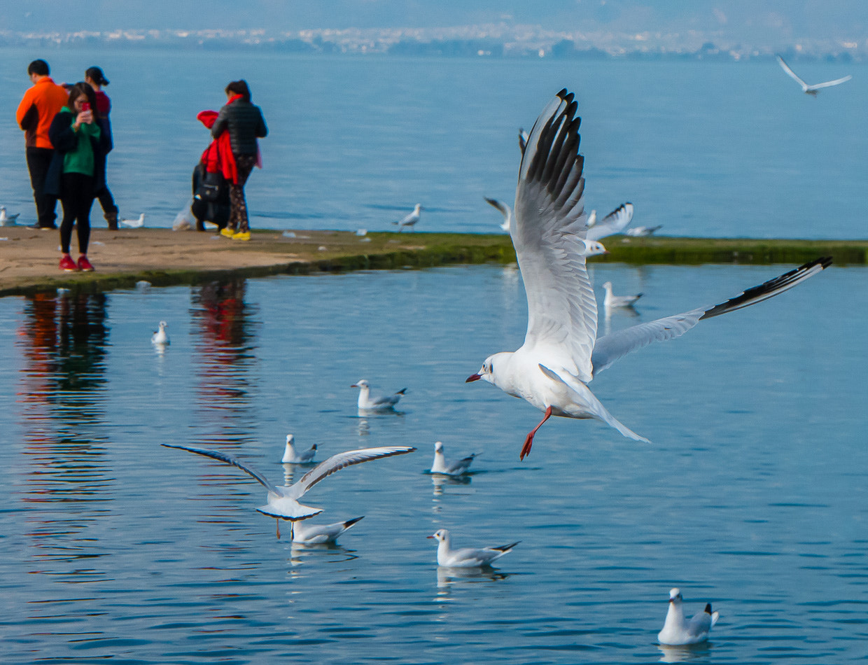 Samsung NX500 sample photo. Black headed gull photography