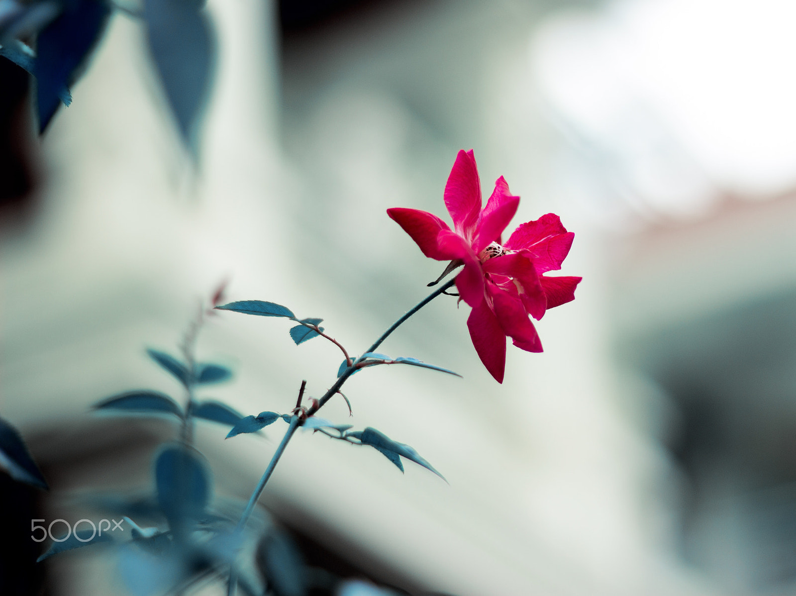 Canon EOS 600D (Rebel EOS T3i / EOS Kiss X5) sample photo. T e t photography