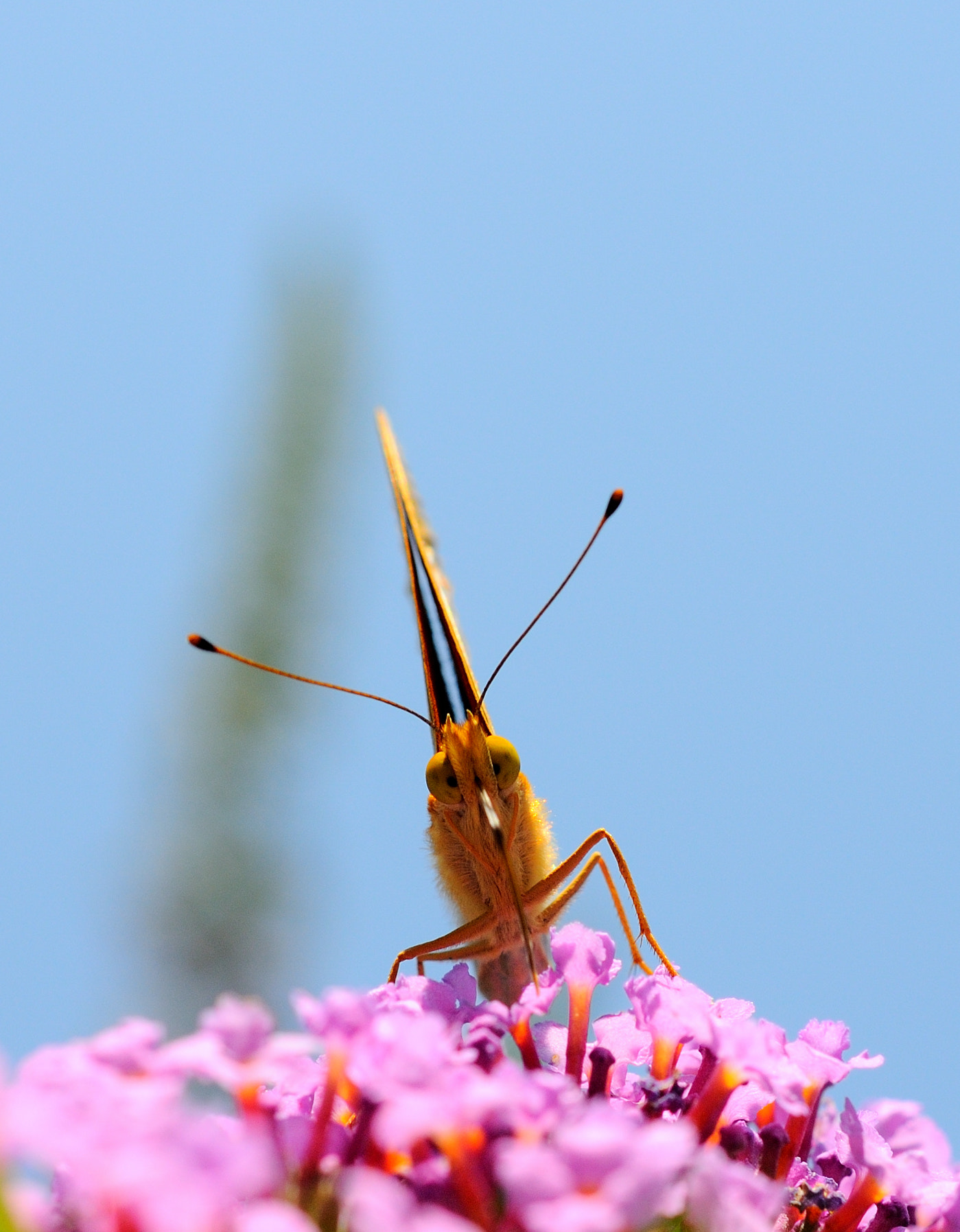 Nikon AF-S Micro-Nikkor 60mm F2.8G ED sample photo. Guardandosi negli occhi photography