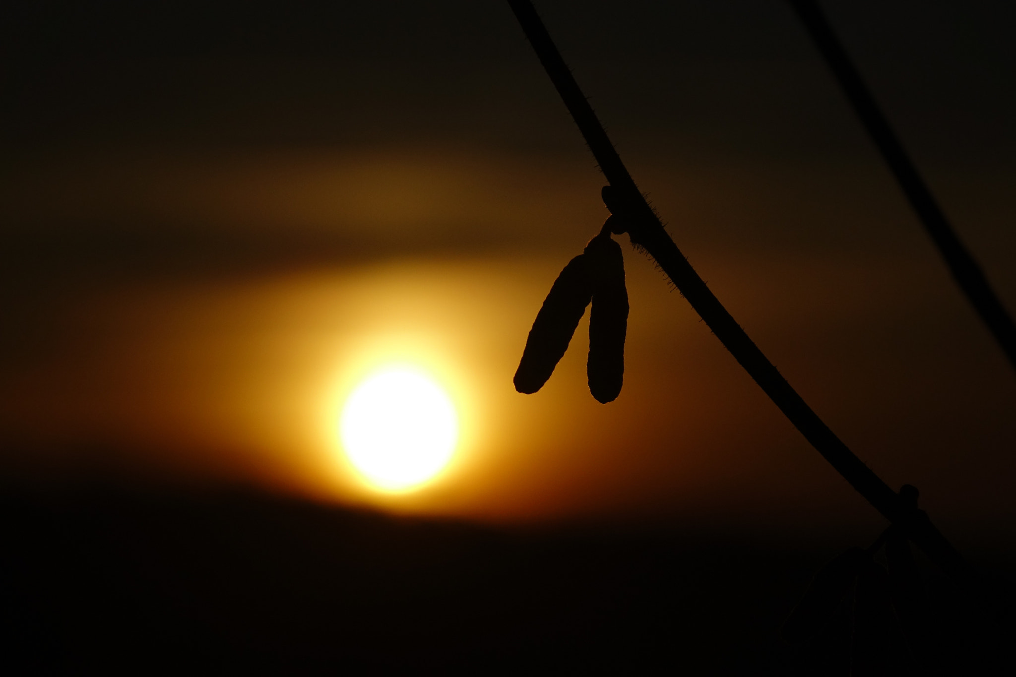 Sony Cyber-shot DSC-RX10 + Sony 24-200mm F2.8 sample photo. Intimacy photography