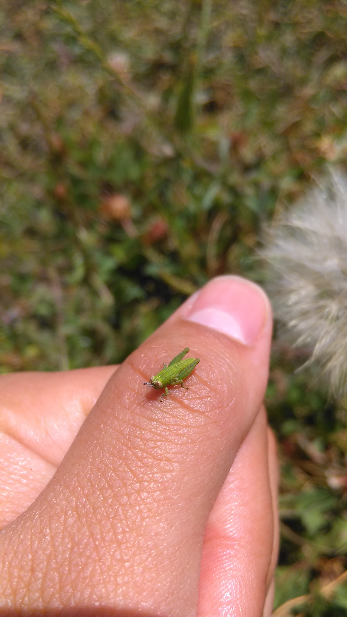 HTC ONE M8S sample photo