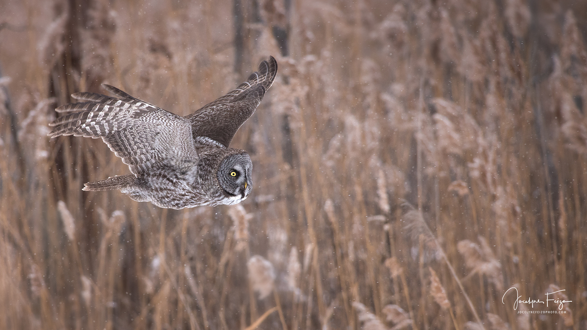 Nikon D750 + Nikon AF-S Nikkor 300mm F4D ED-IF sample photo. Flying owl photography