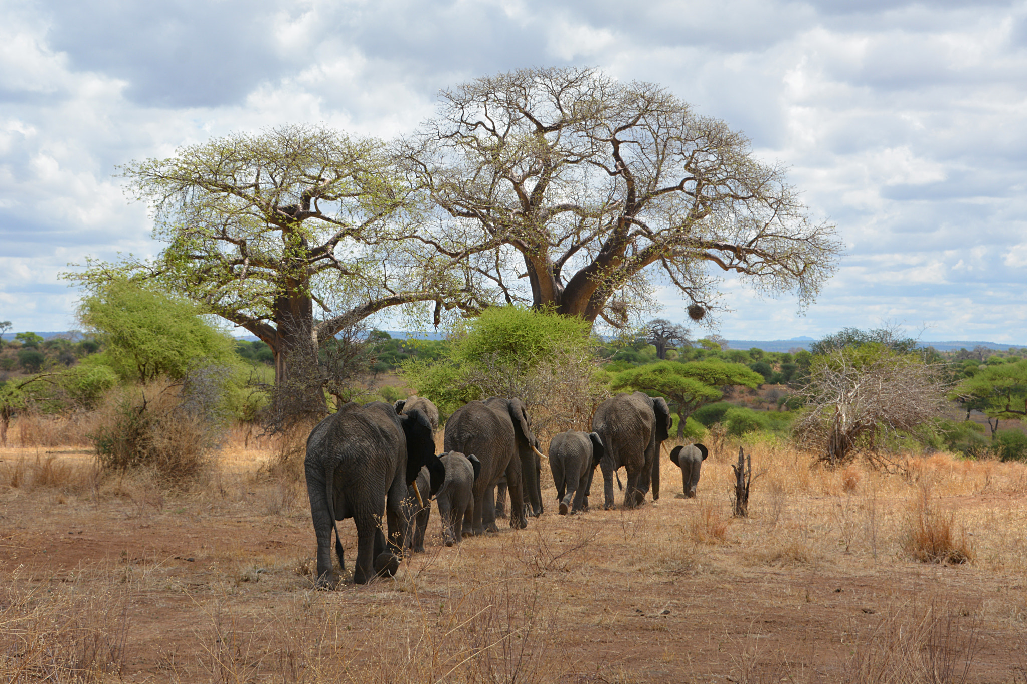 Nikon D7100 + Tamron 18-270mm F3.5-6.3 Di II VC PZD sample photo. Tarangire national park with elephant in tanzania photography