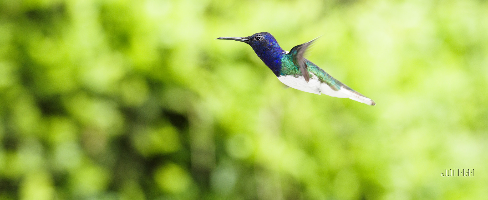 Pentax D FA* 70-200mm F2.8ED DC AW sample photo. Hummingbird in yotoco #colombia photography