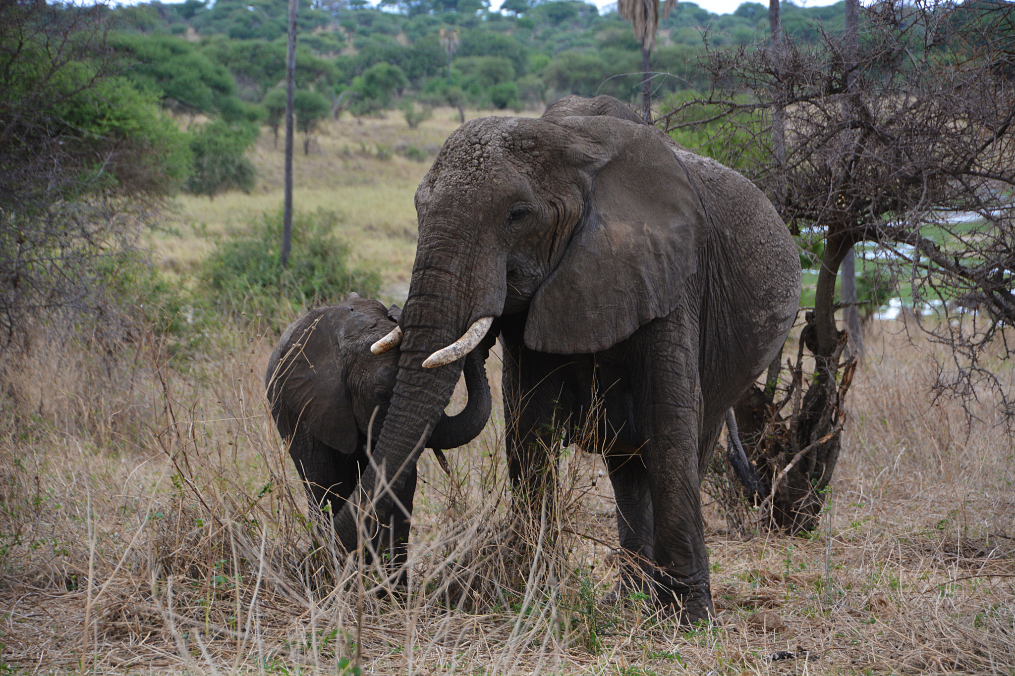 Nikon D7100 + Tamron 18-270mm F3.5-6.3 Di II VC PZD sample photo. Tarangire national park with elephant in tanzania photography