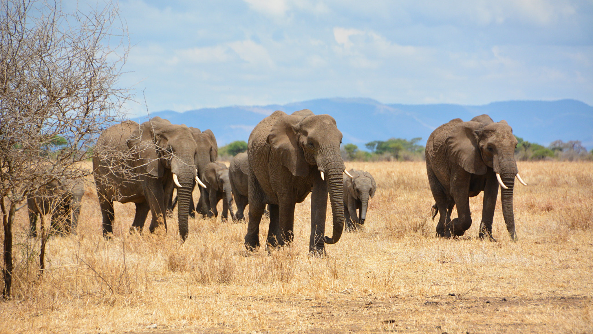 Nikon D7100 sample photo. Tarangire national park with elephant in tanzania photography
