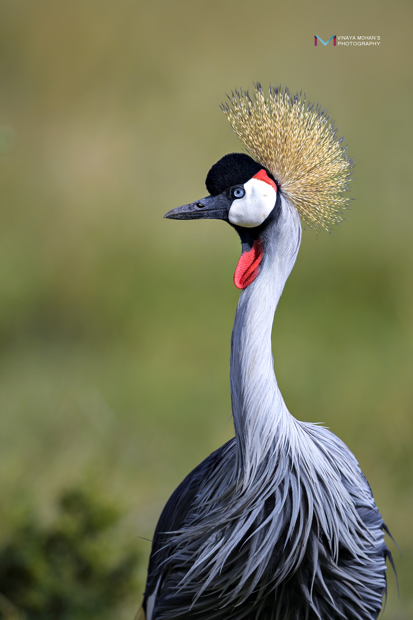 Nikon D5 sample photo. Grey crowned crane photography