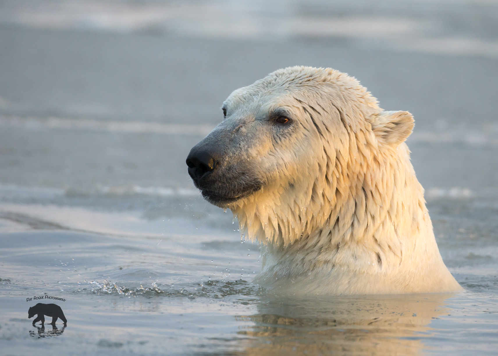 Canon EOS-1D X + Canon EF 500mm F4L IS USM sample photo. Polar bear chillin' photography