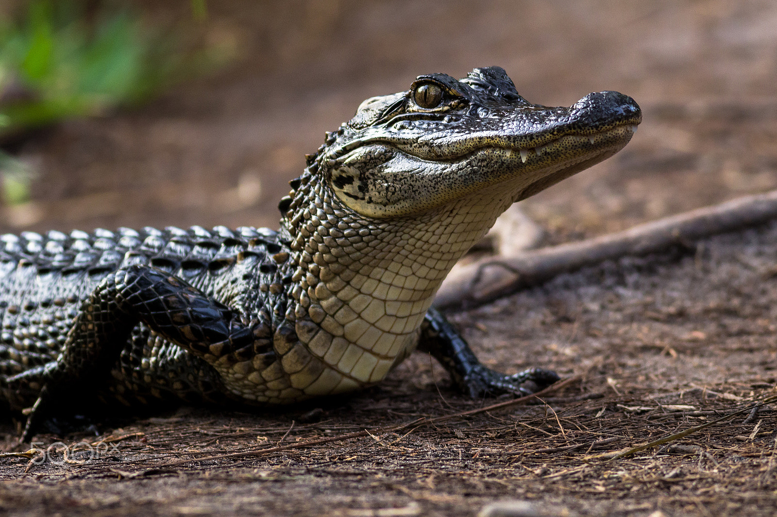 Canon EOS 60D + Canon EF 400mm F5.6L USM sample photo. American alligator photography