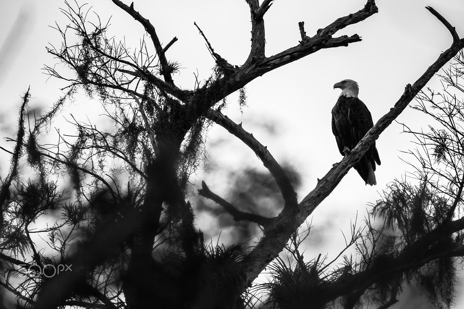 Canon EOS 60D + Canon EF 400mm F5.6L USM sample photo. Bald eagle photography