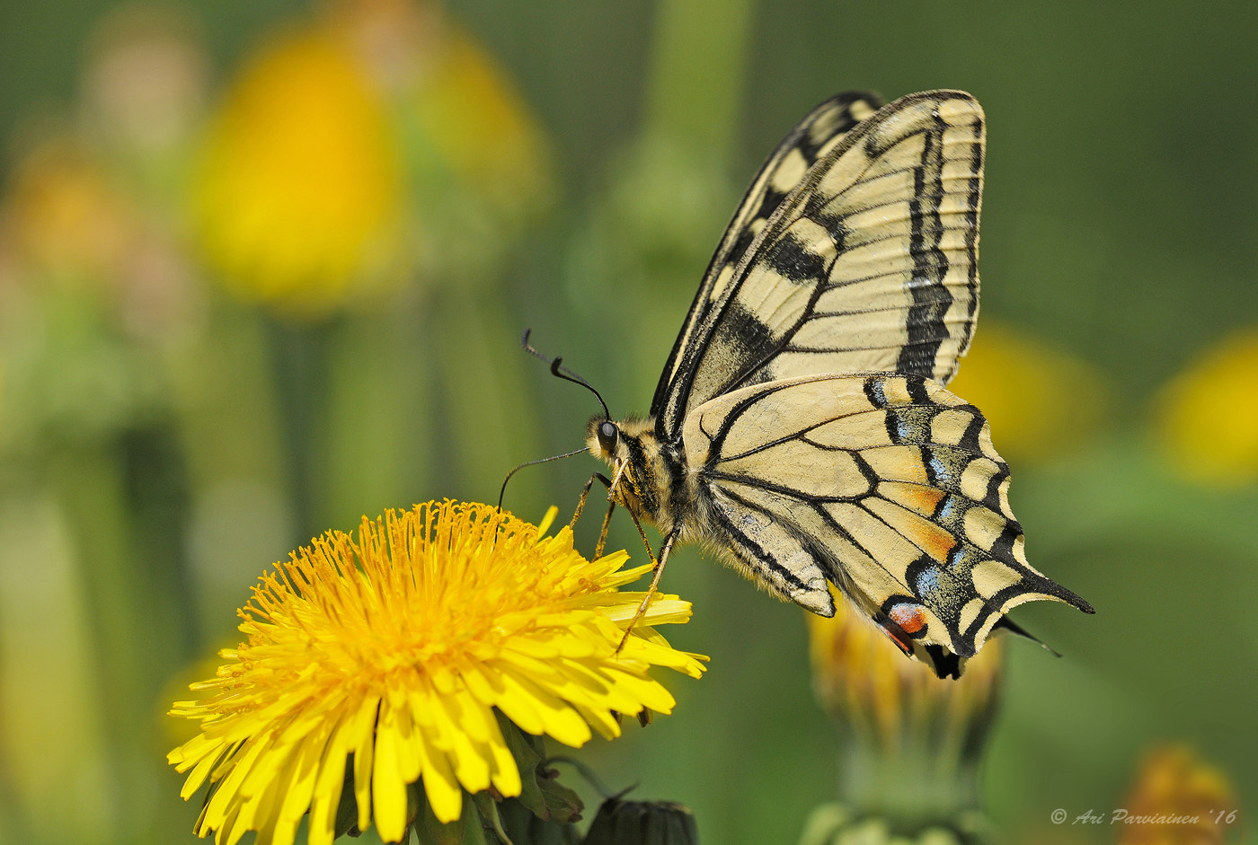 Sigma 150mm F2.8 EX DG OS Macro HSM sample photo. Old world swallowtail photography