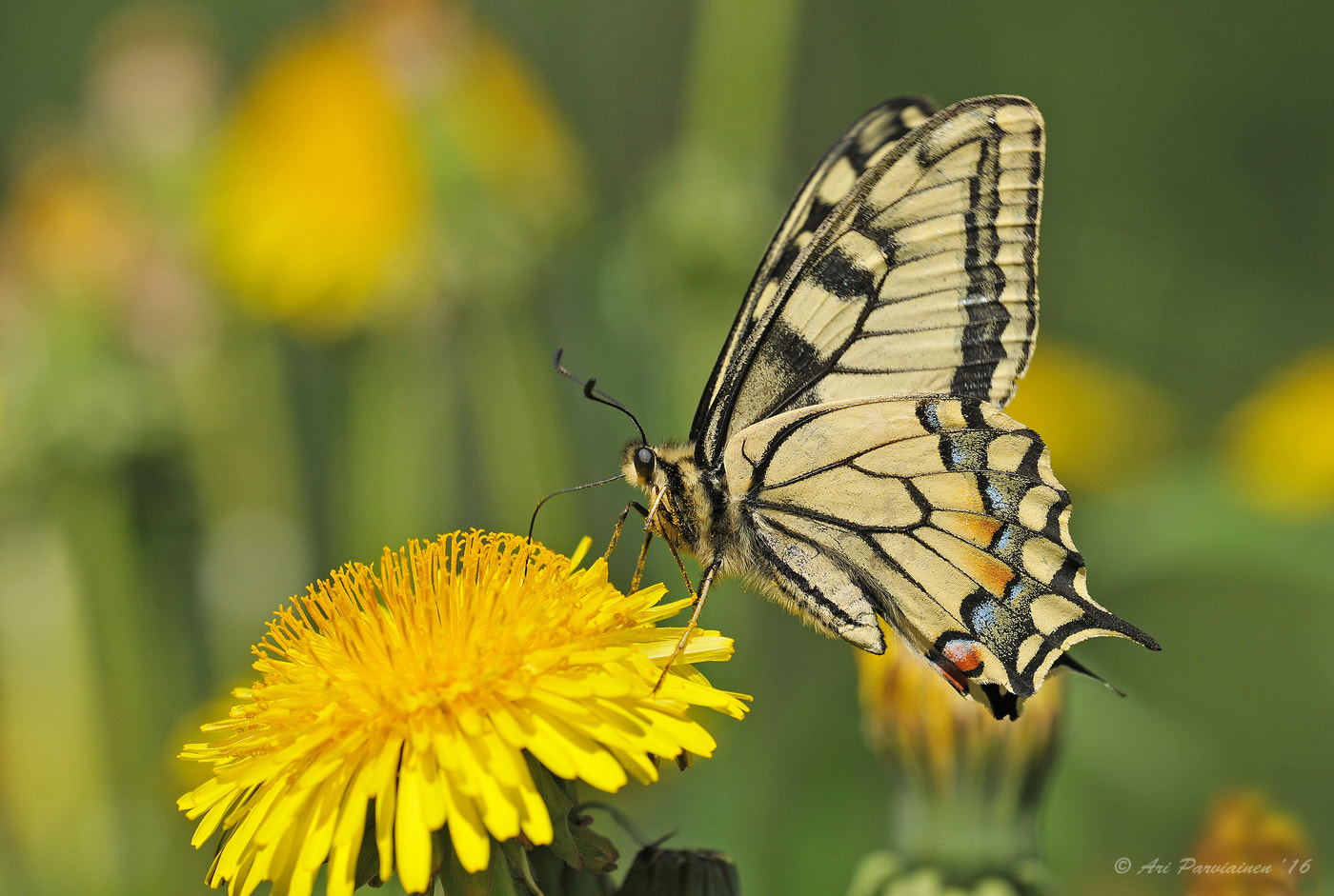 Nikon D300S sample photo. Old world swallowtail photography