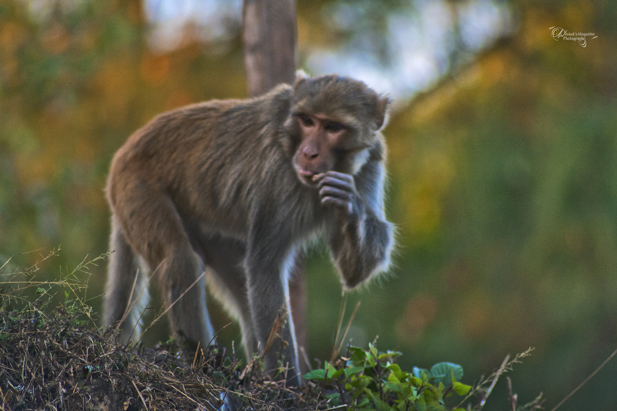 Canon EOS 1000D (EOS Digital Rebel XS / EOS Kiss F) sample photo. Action monkey photography