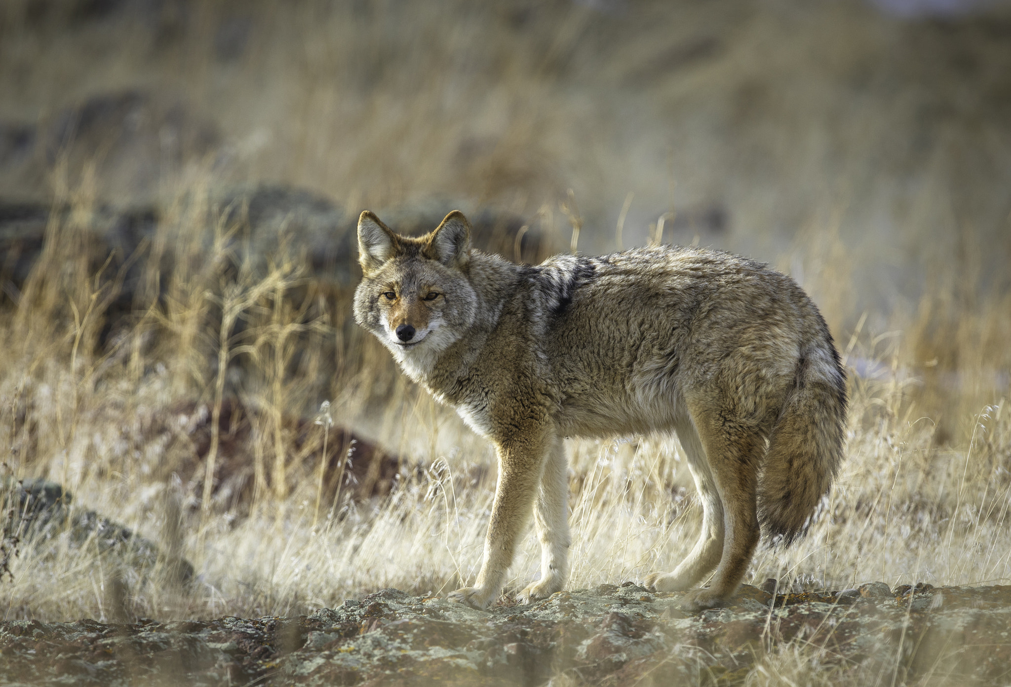 Canon EOS 5D Mark IV + Canon EF 400mm F2.8L IS USM sample photo. Tule lake coyote photography