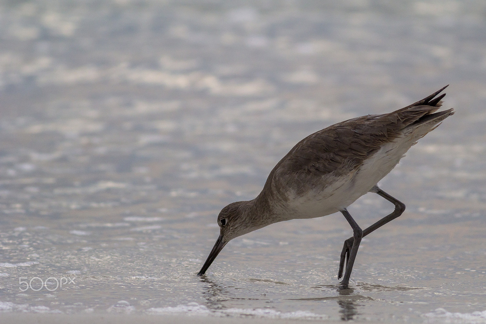 Canon EOS 60D + Canon EF 400mm F5.6L USM sample photo. Willet photography