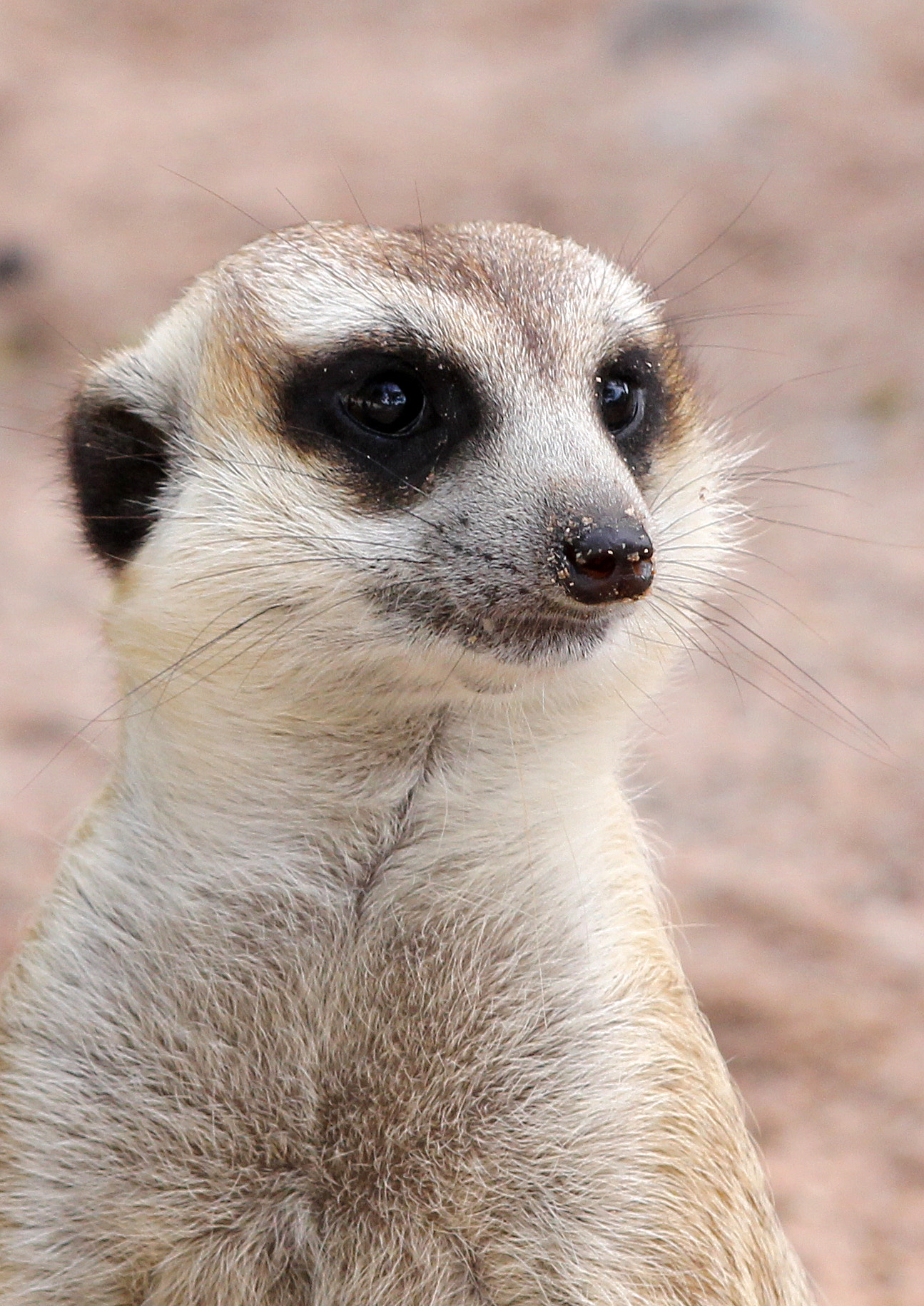 Sigma 70-300mm F4-5.6 APO DG Macro sample photo. Meercat photography