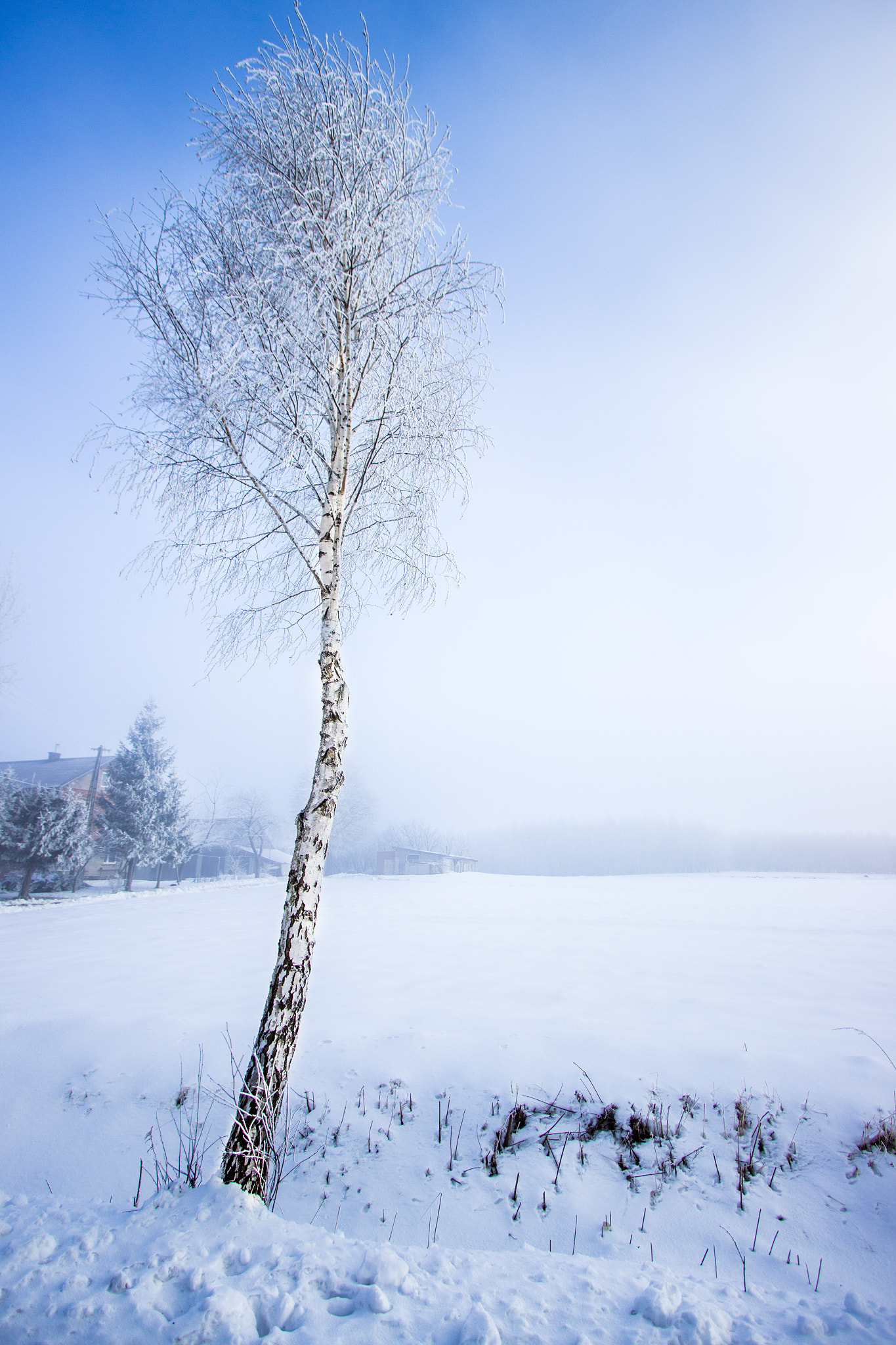 Canon EF-S 10-22mm F3.5-4.5 USM sample photo. Lonely birch photography